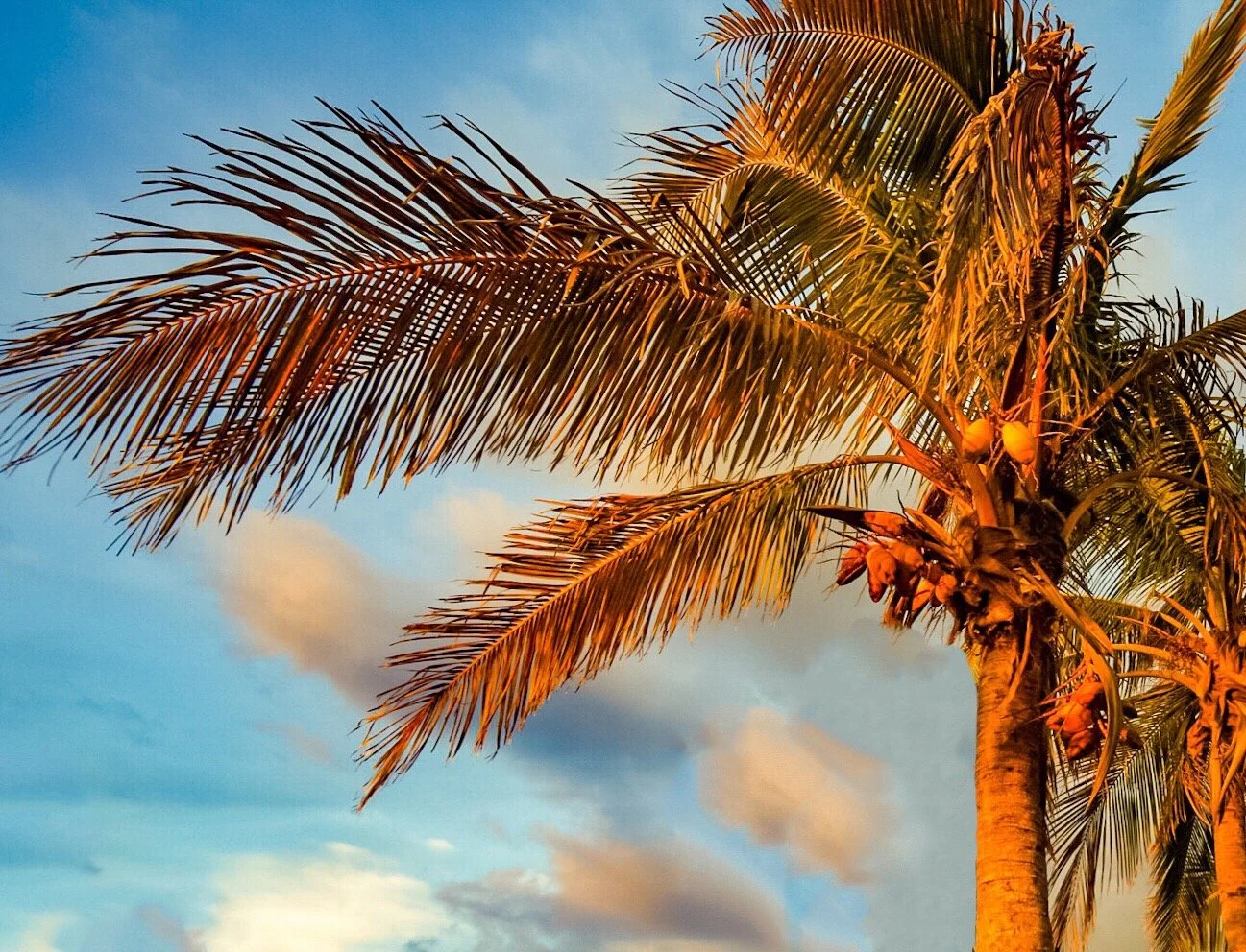 A palm tree with green fronds against a sky with clouds at sunset or sunrise.