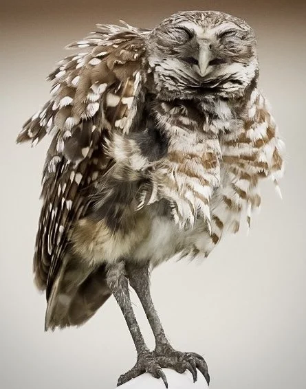 Burrowing Owl 35