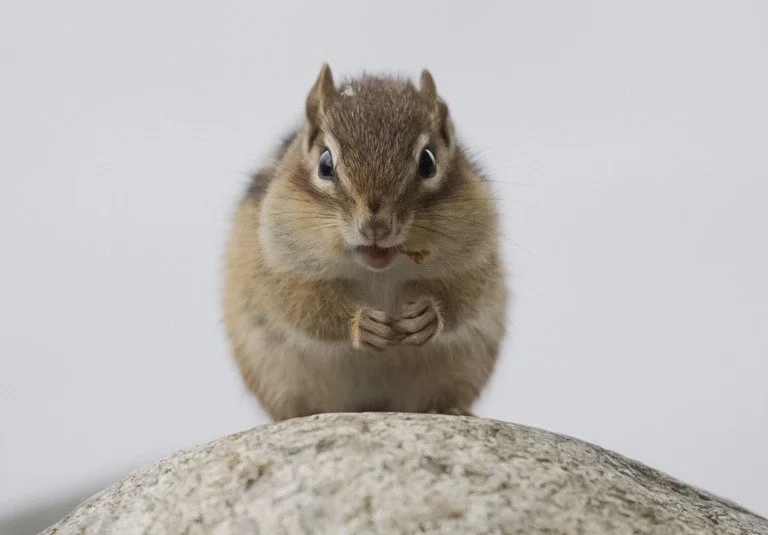 Squirrel 15