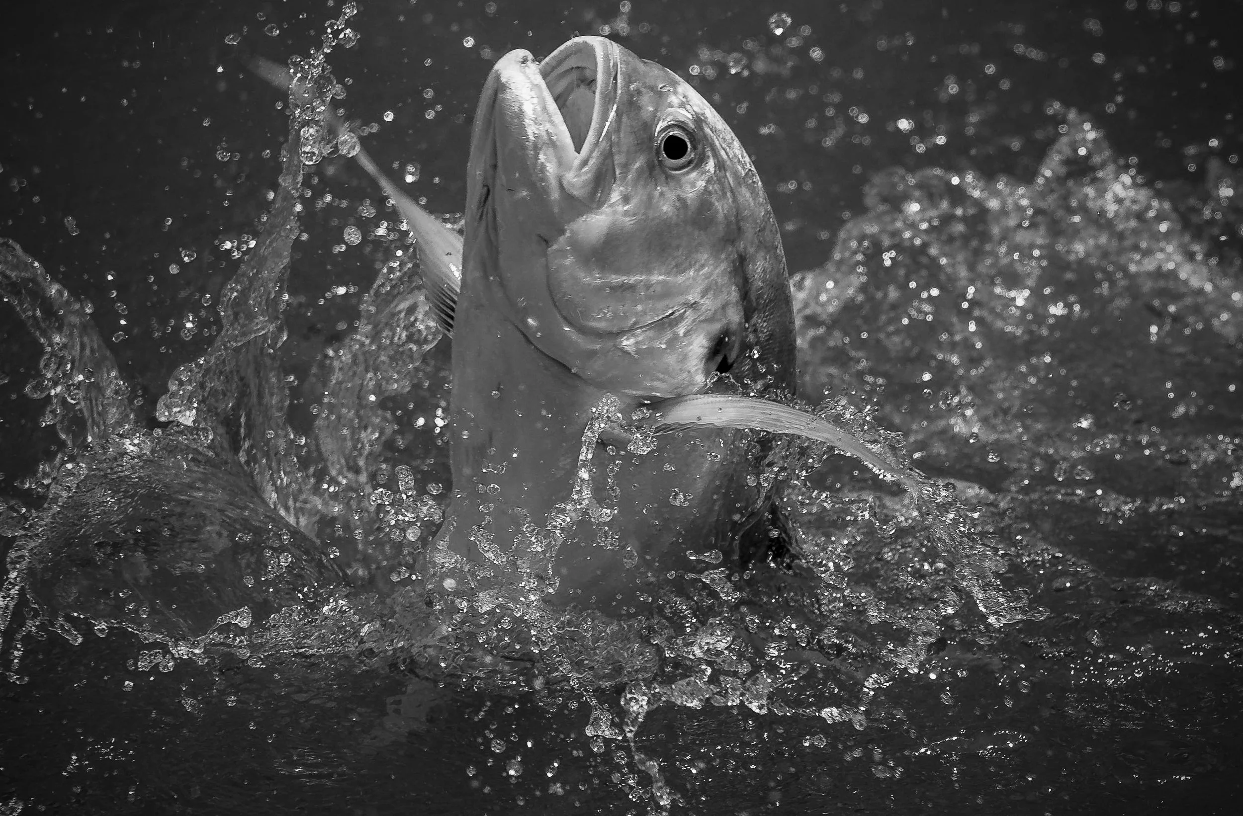 Jackfish 20