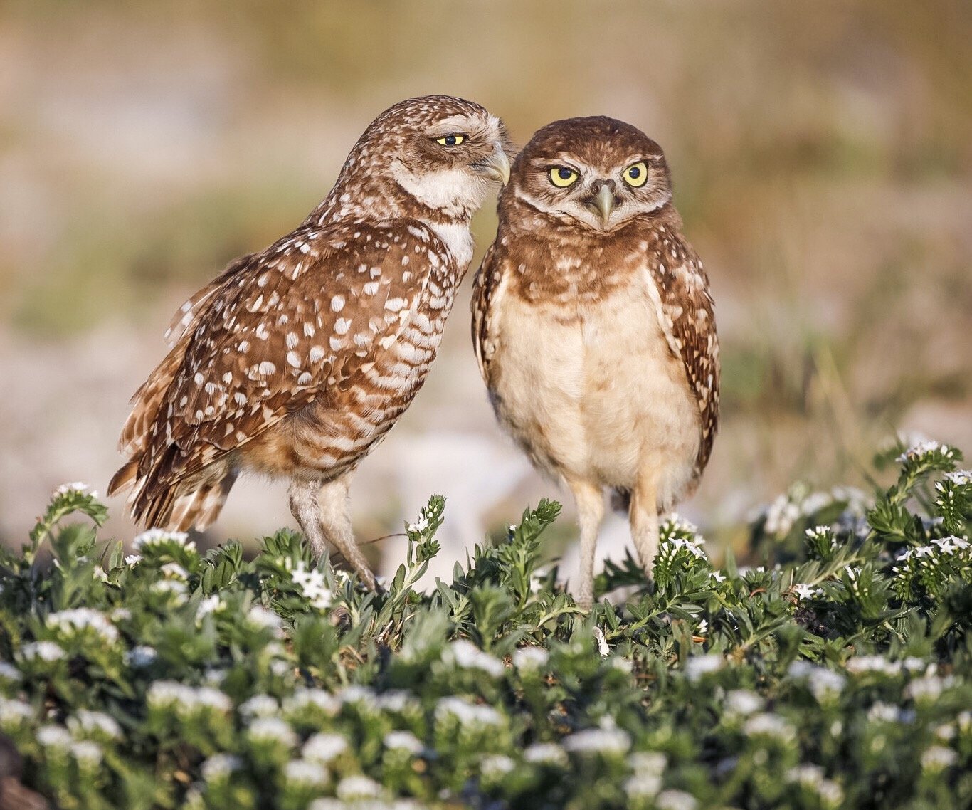 Burrowing Owls 18