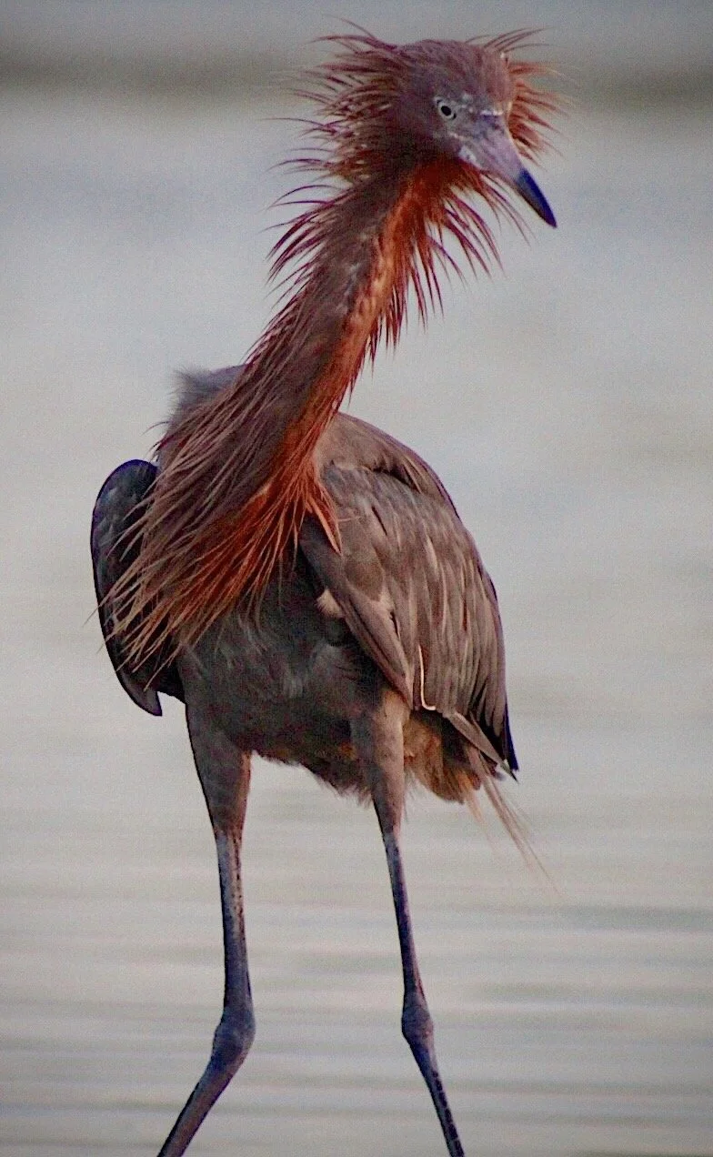 Reddish Egret 64