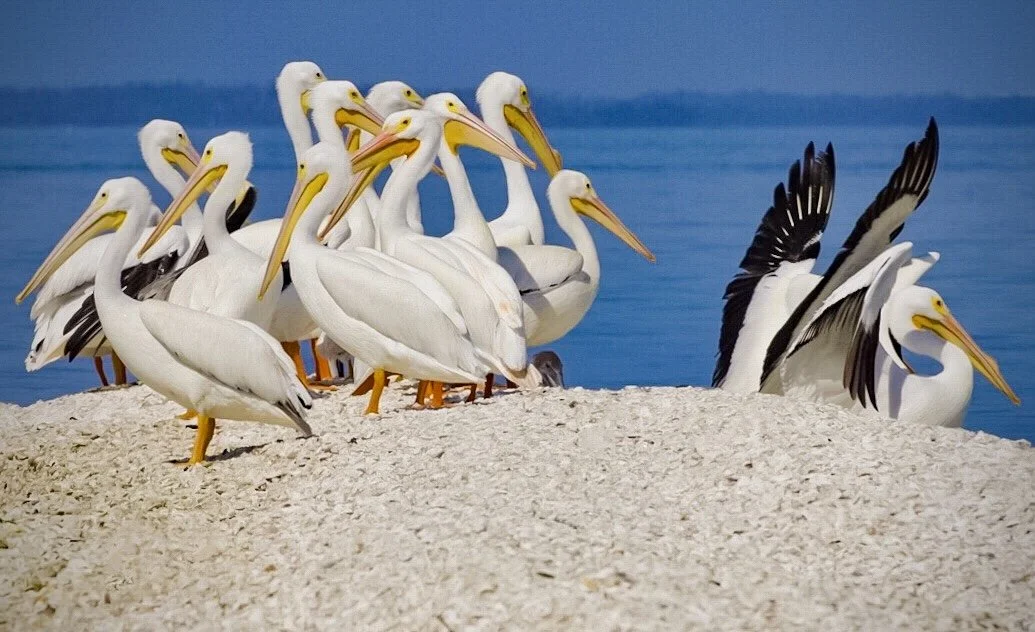 White Pelicans 21
