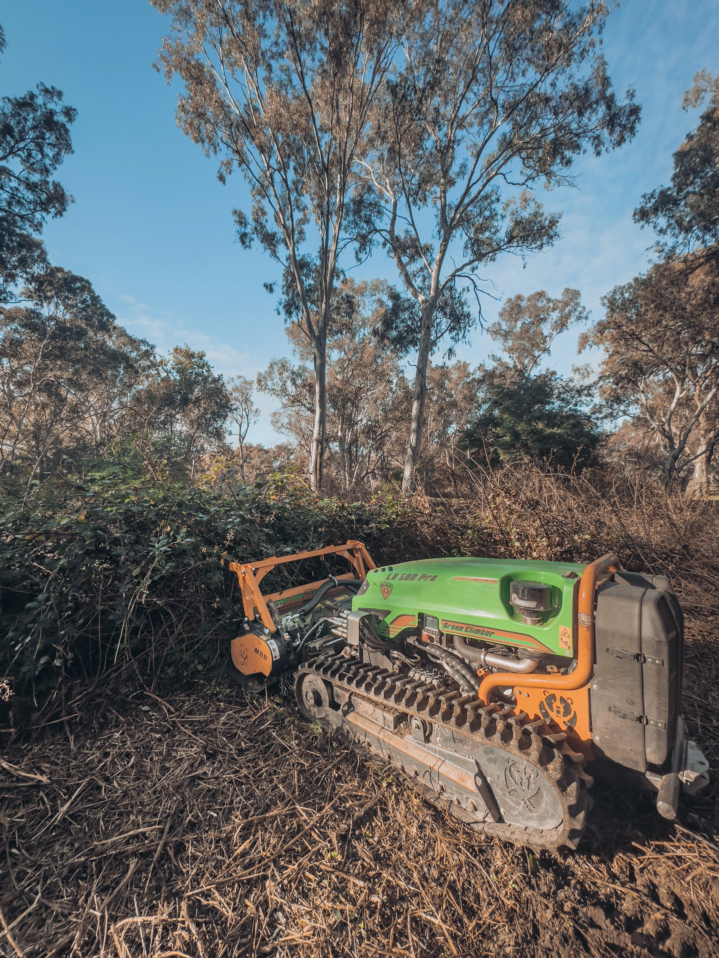 Forestry mulching clearing overgrown land, Central Victoria