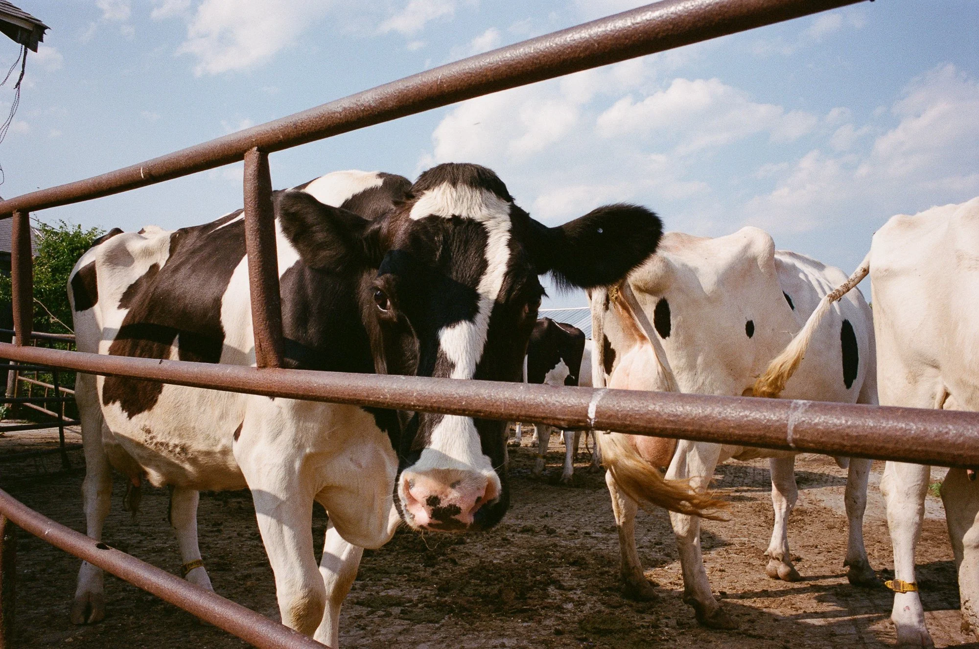 Black and white Holstein cattle behind a rusted metal fence on a farm with a blue sky and scattered clouds.