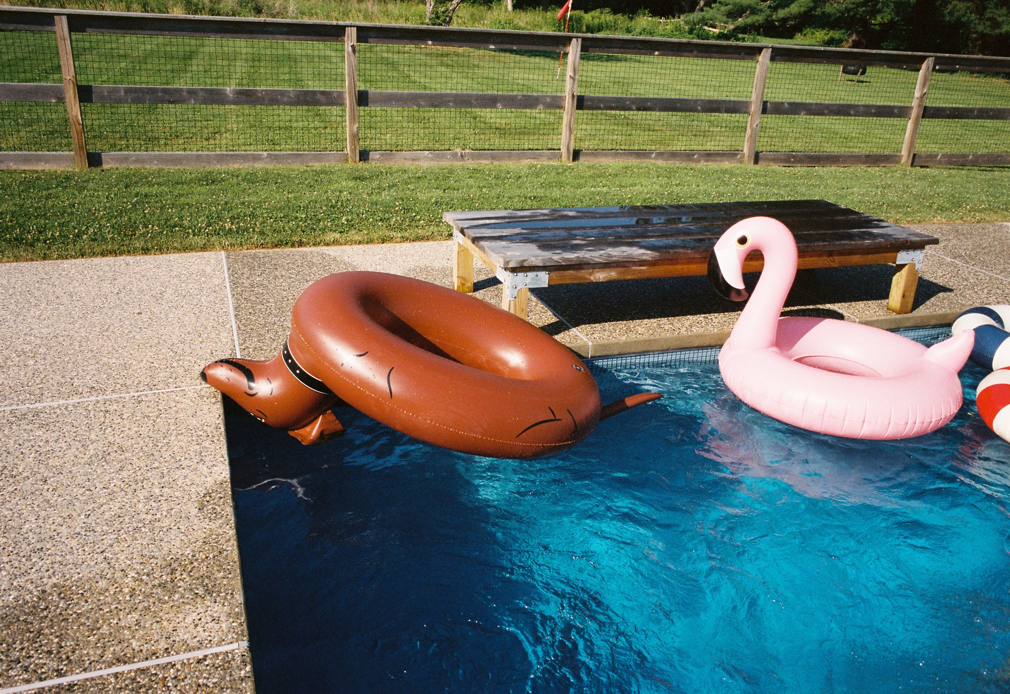 Inflatable pool floats shaped like a pink flamingo and a brown dachshund dog in a backyard pool, with a wooden fence, grass, and pavement in the background.