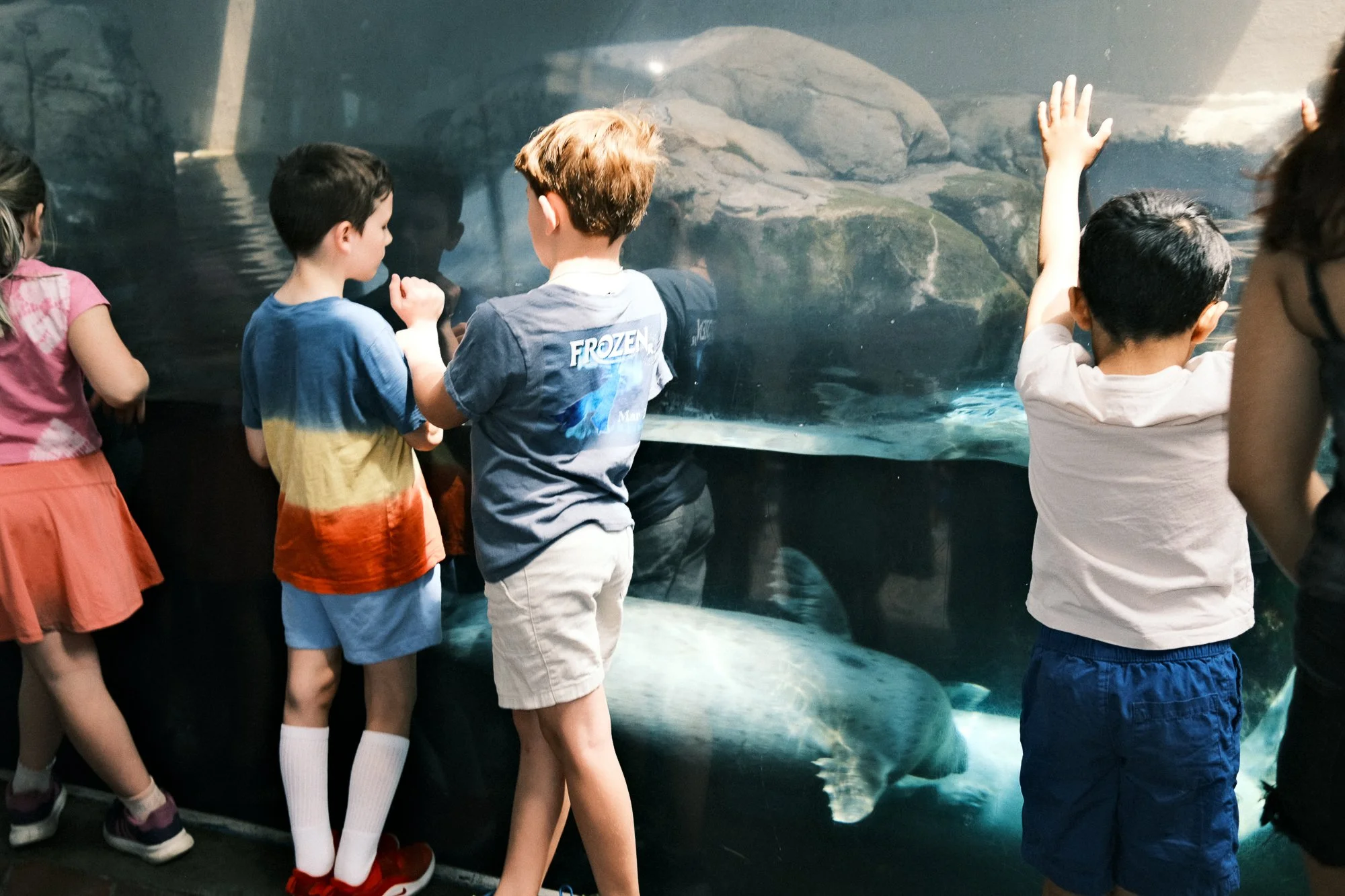 Children observing a large aquatic animal, likely a whale, behind glass at a zoo or aquarium.