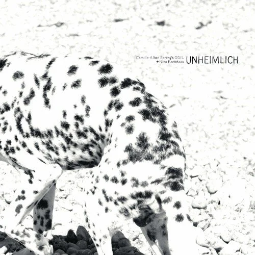 Dalmation dog sniffing the ground on a rocky beach.