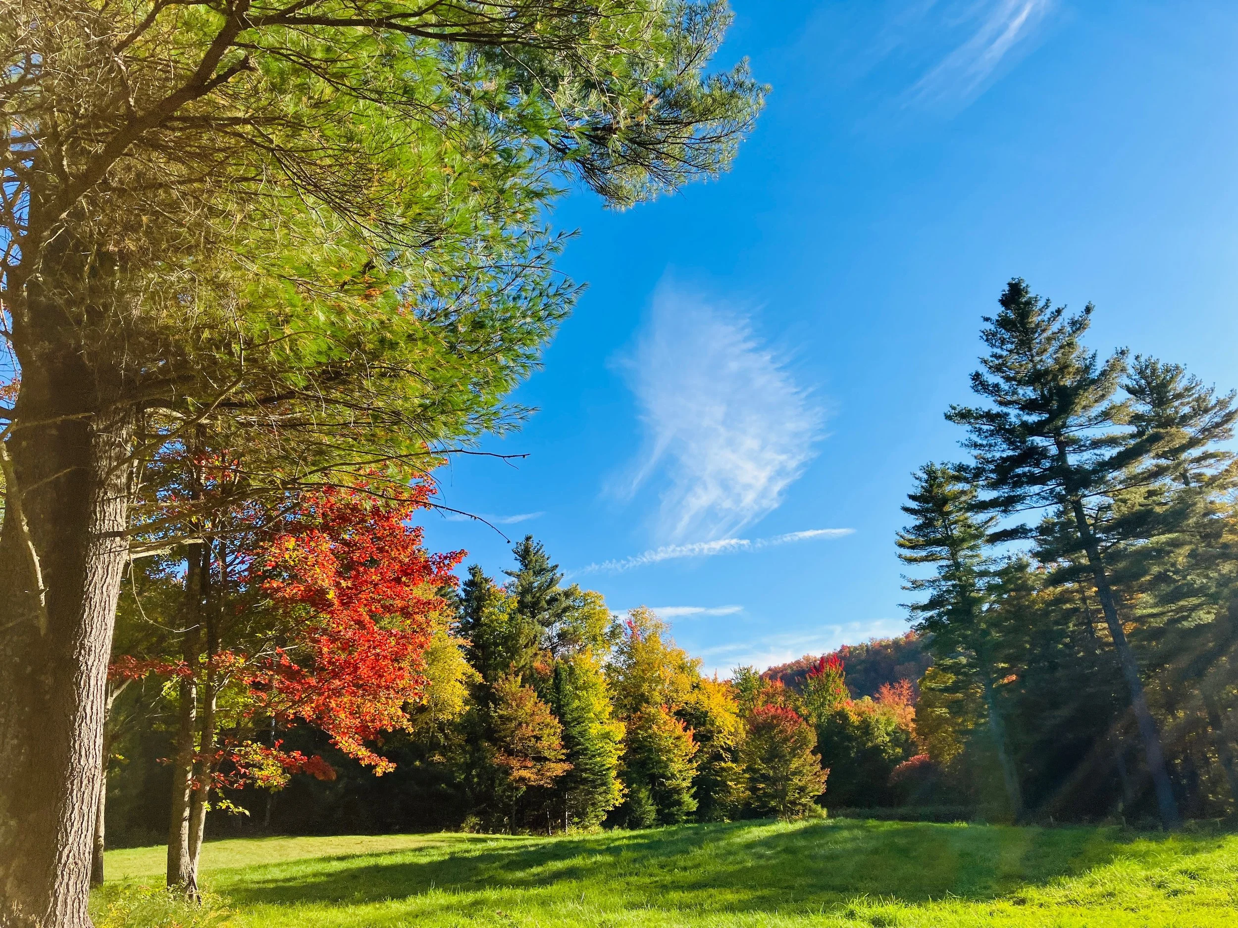 A landscape of a park with trees displaying vibrant fall foliage, green grass, and a bright blue sky with some wispy clouds.