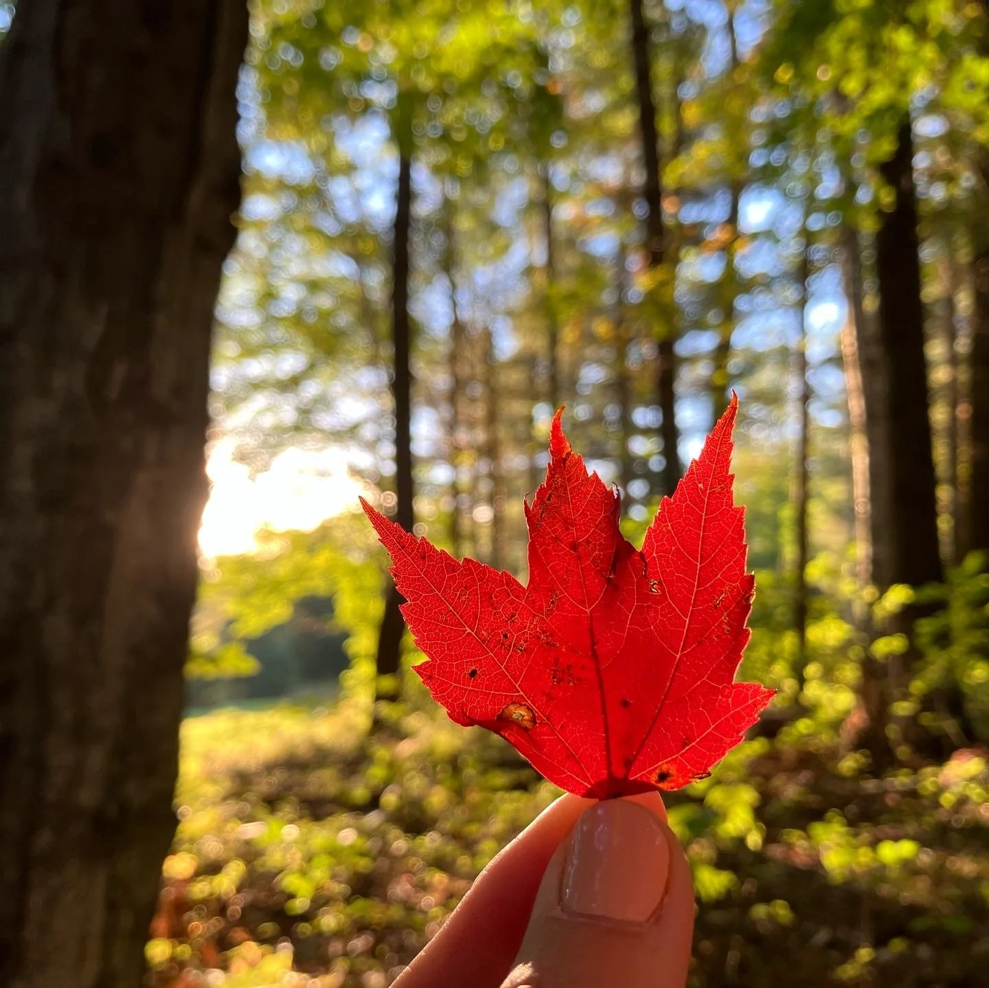 Red autumn leaf held up in front of a sunlit forest background with trees and leaves.