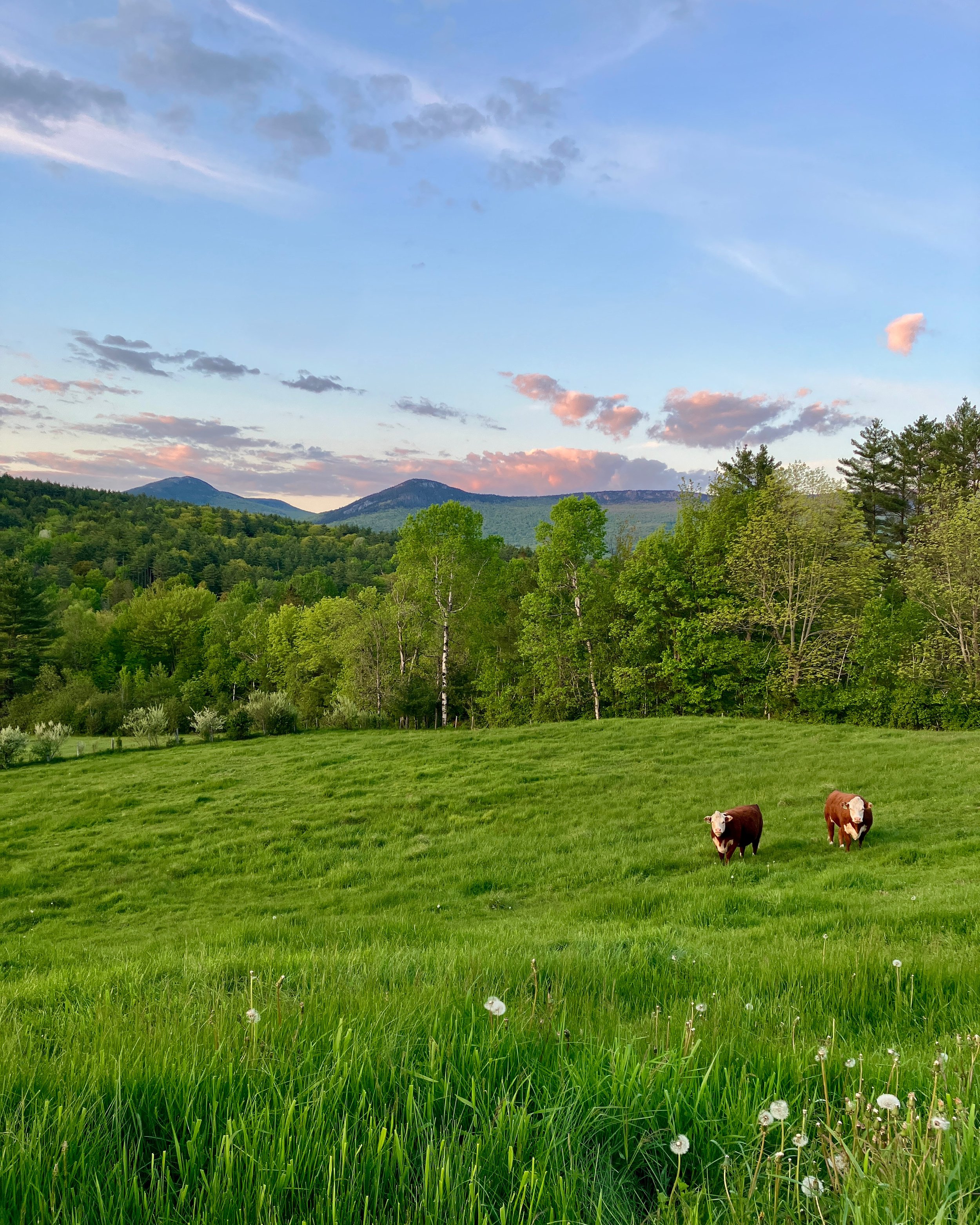 Green grassy field with two cows grazing, lush trees in the background, mountains under a partly cloudy sky.