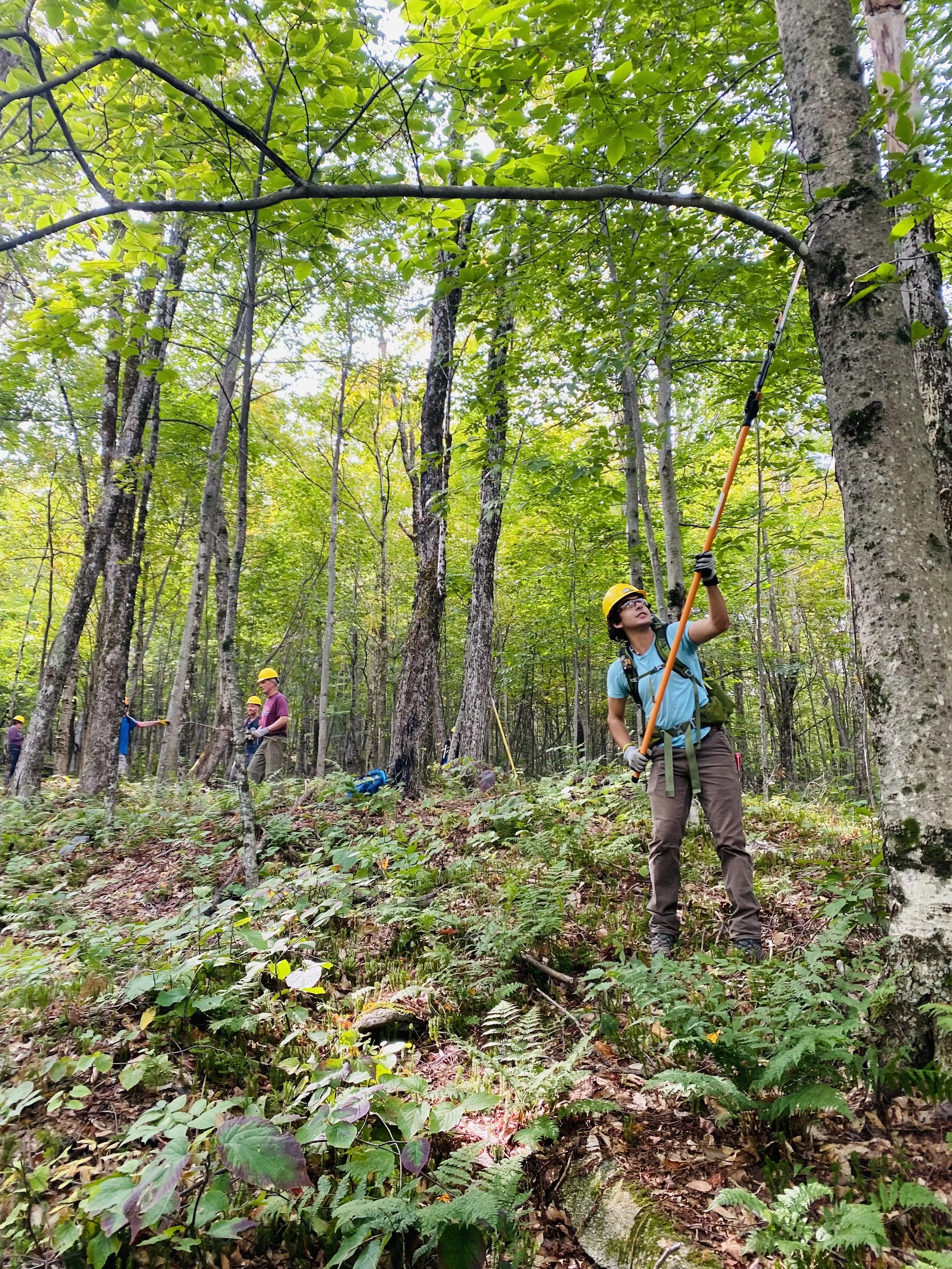 People wearing helmets and using tools in a green forest, possibly conducting tree maintenance or scientific research.