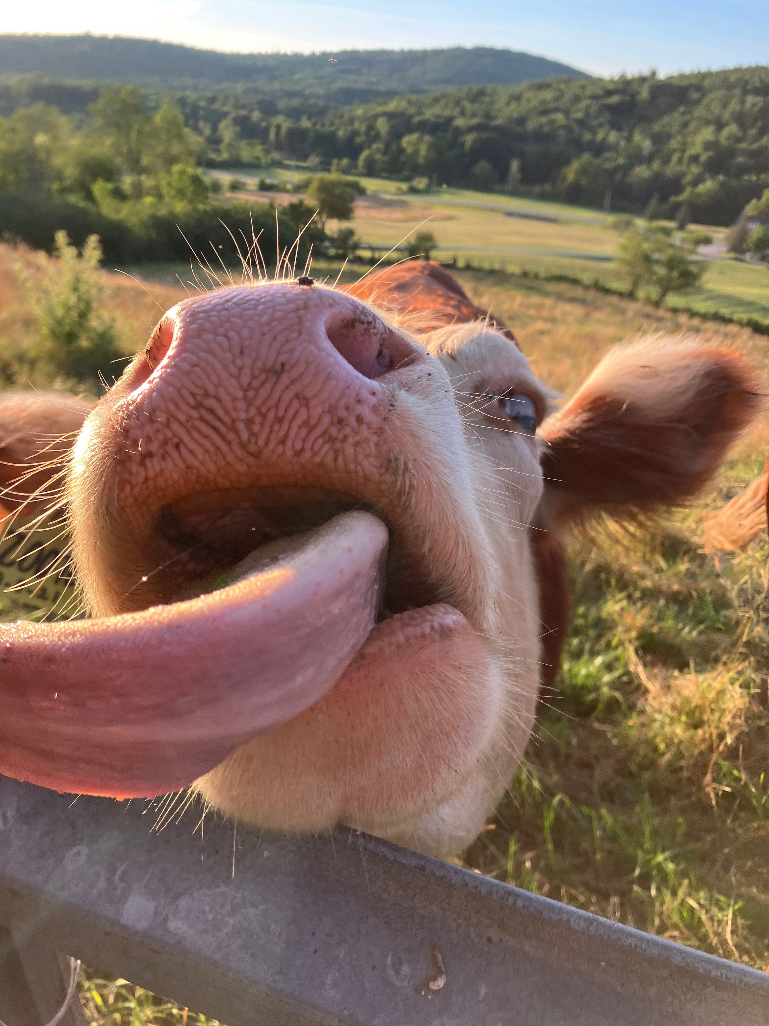 Close-up of a pig's nose and face in an outdoor setting with hills, trees, and a field in the background.