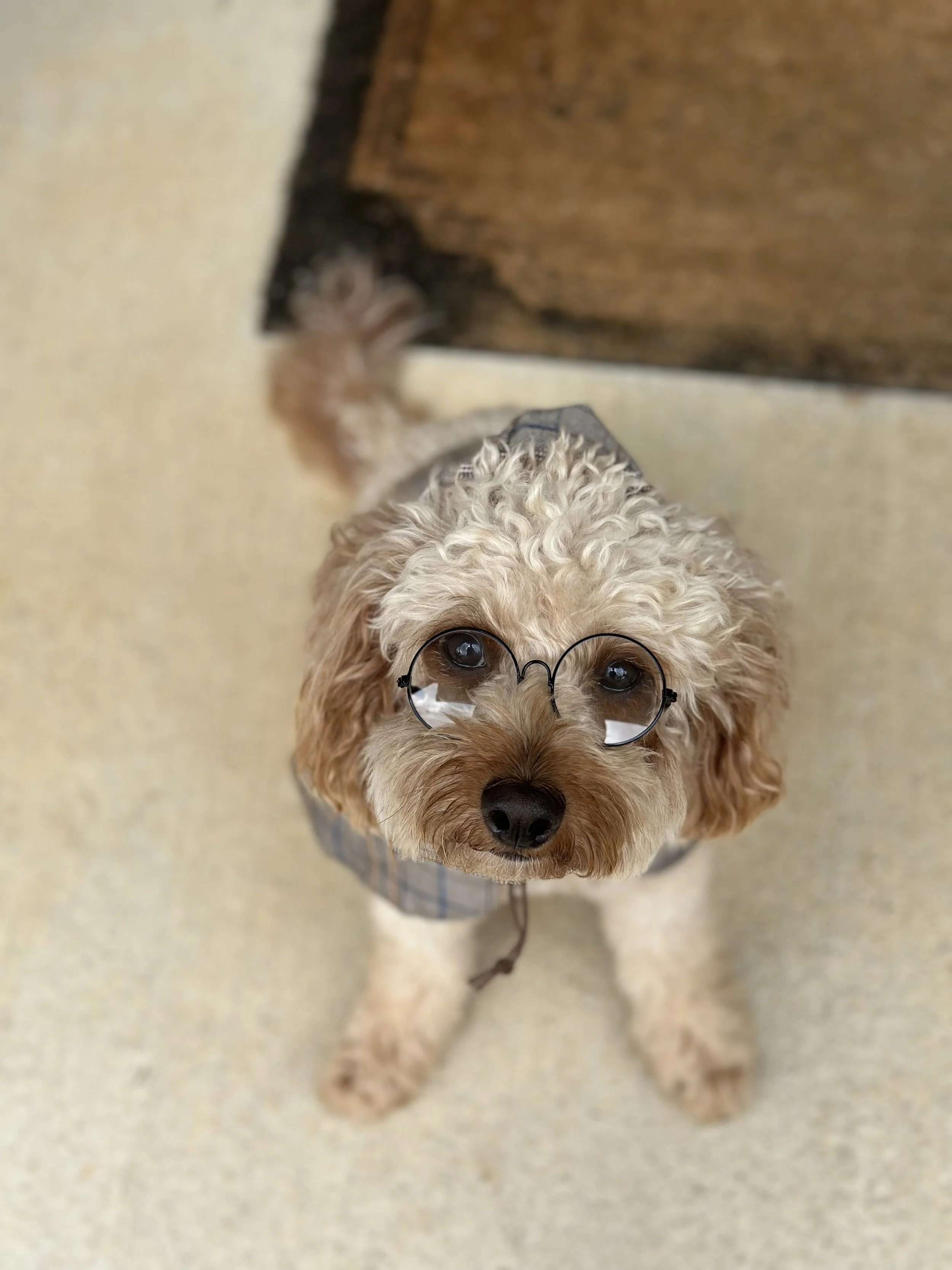 A small, miniature poodle dog wearing round glasses and a plaid jacket, looking up at the camera in Acworth, GA.