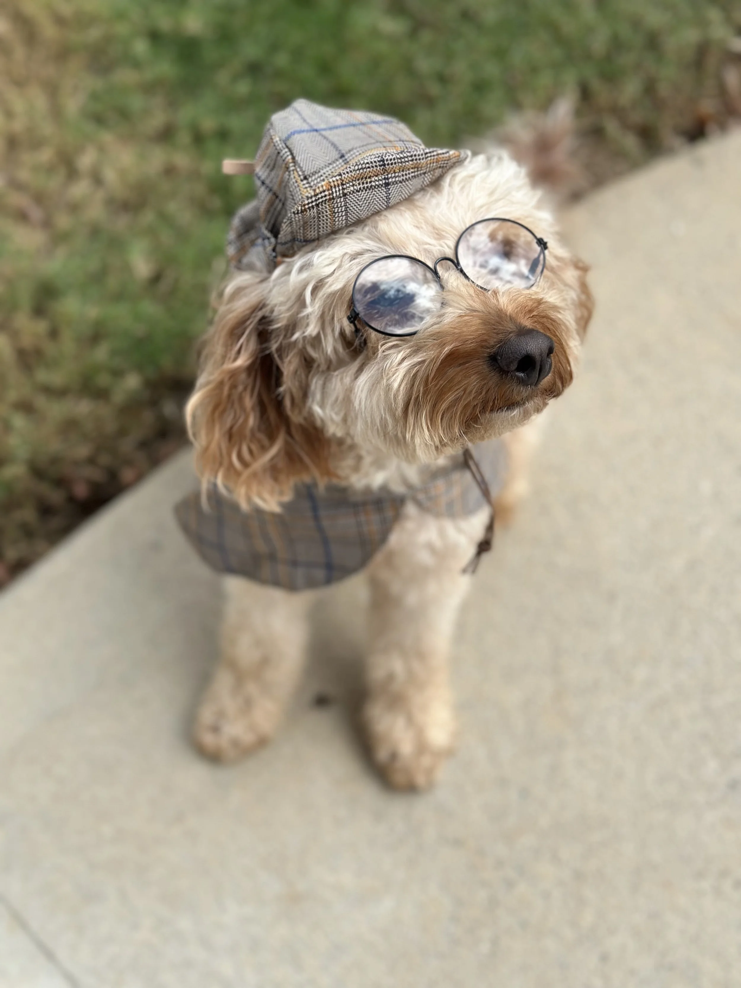 Dog wearing glasses, a checkered hat, and a matching checkered outfit, standing outside on a concrete path with grass in the background in Acworth, GA.