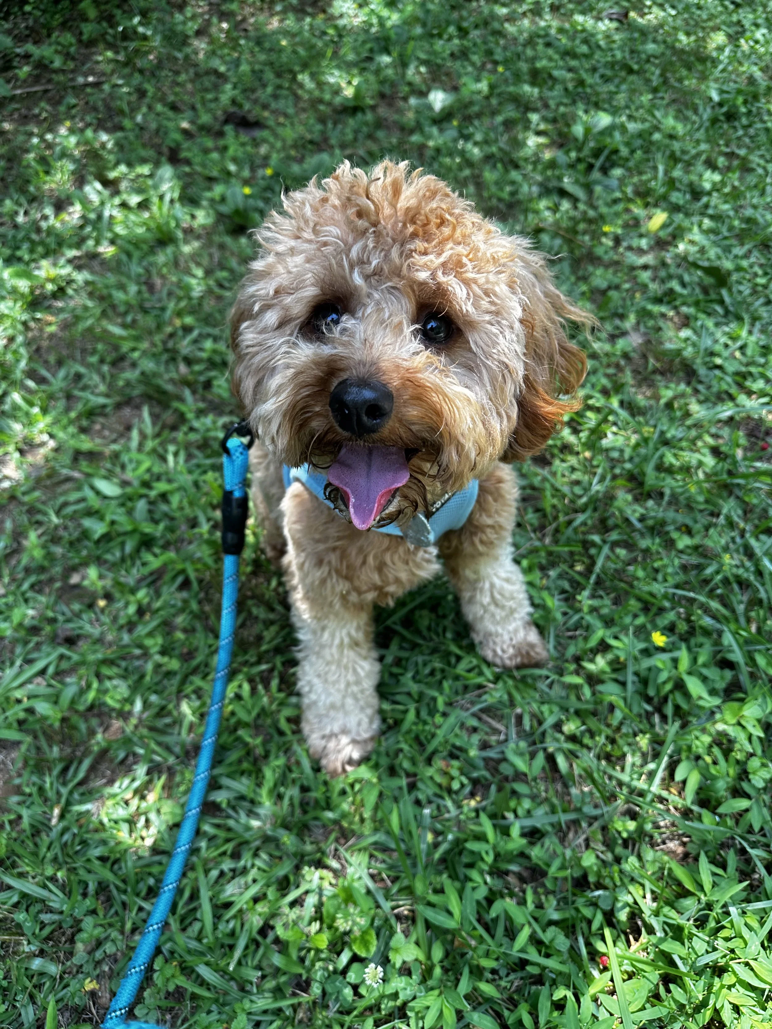 A small, fluffy, tan-colored miniature poodle with curly fur, wearing a light blue harness, standing on green grass with small flowers, looking up with an open mouth and tongue out at the Monastery in Conyers, GA.