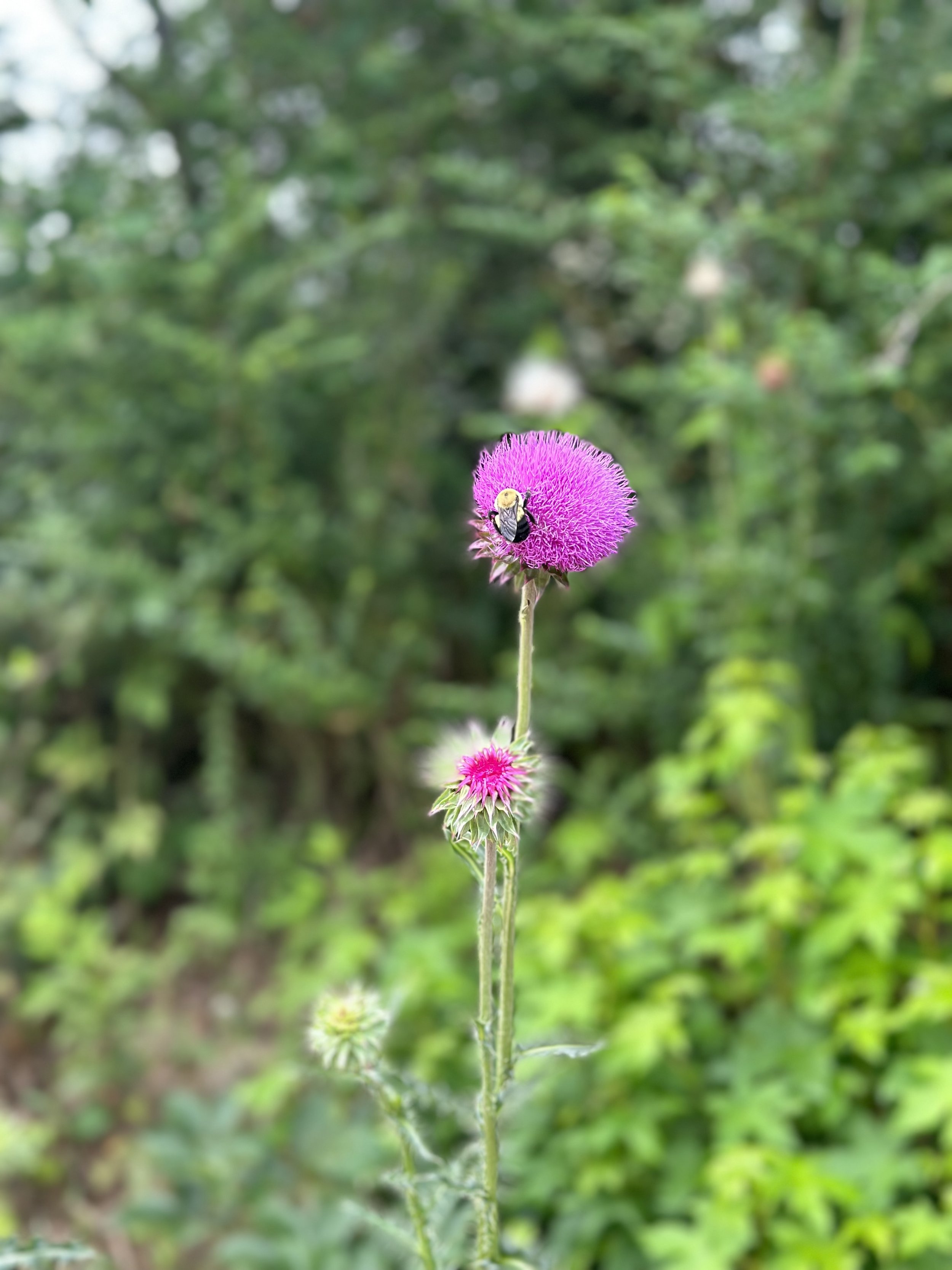 A tall pink thistle flower with a bee on it, set against a blurred green garden background at the monastery of the holy spirit in Conyers, GA.
