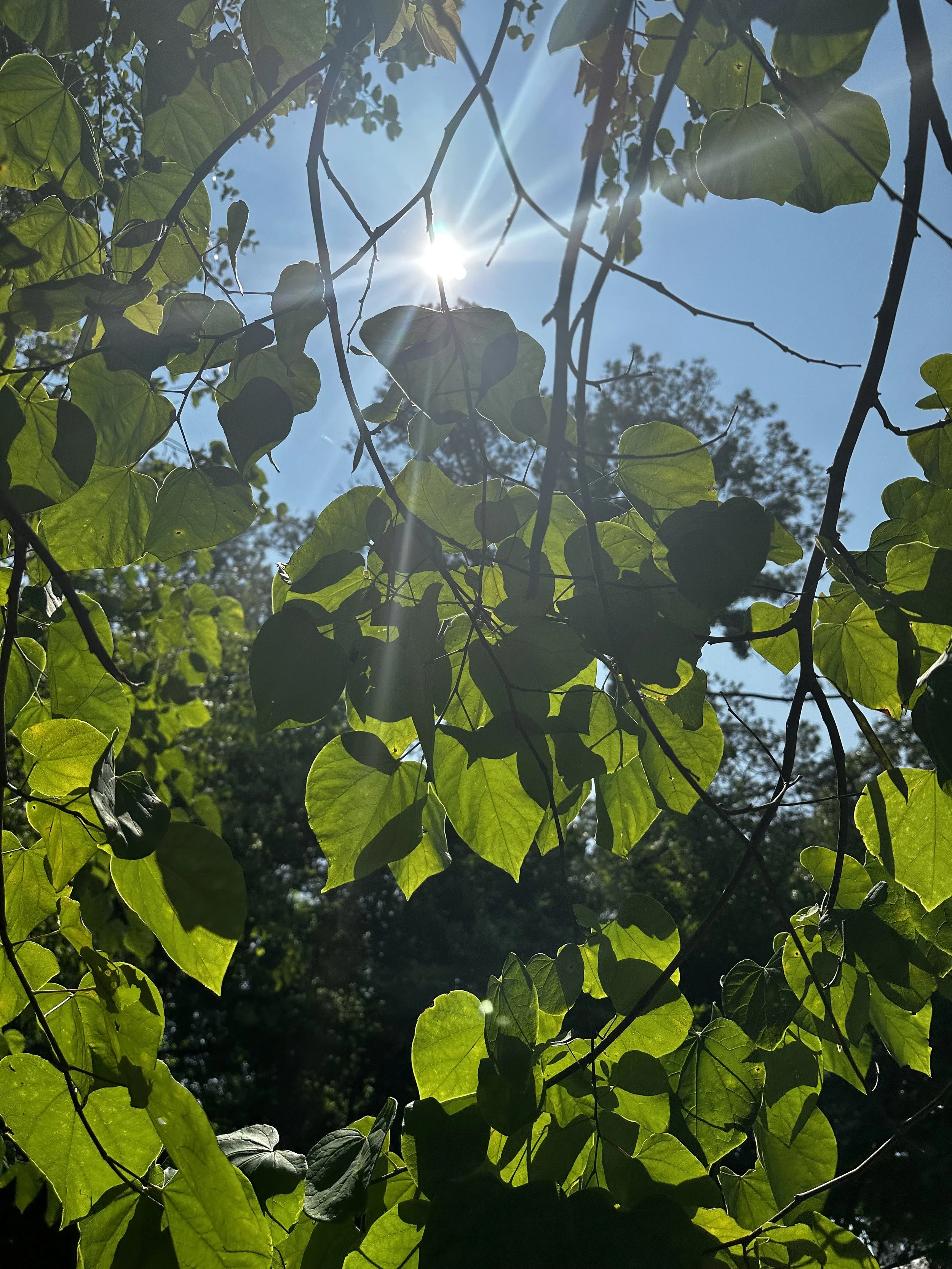 Sunlight shining through green tree leaves against a blue sky background.