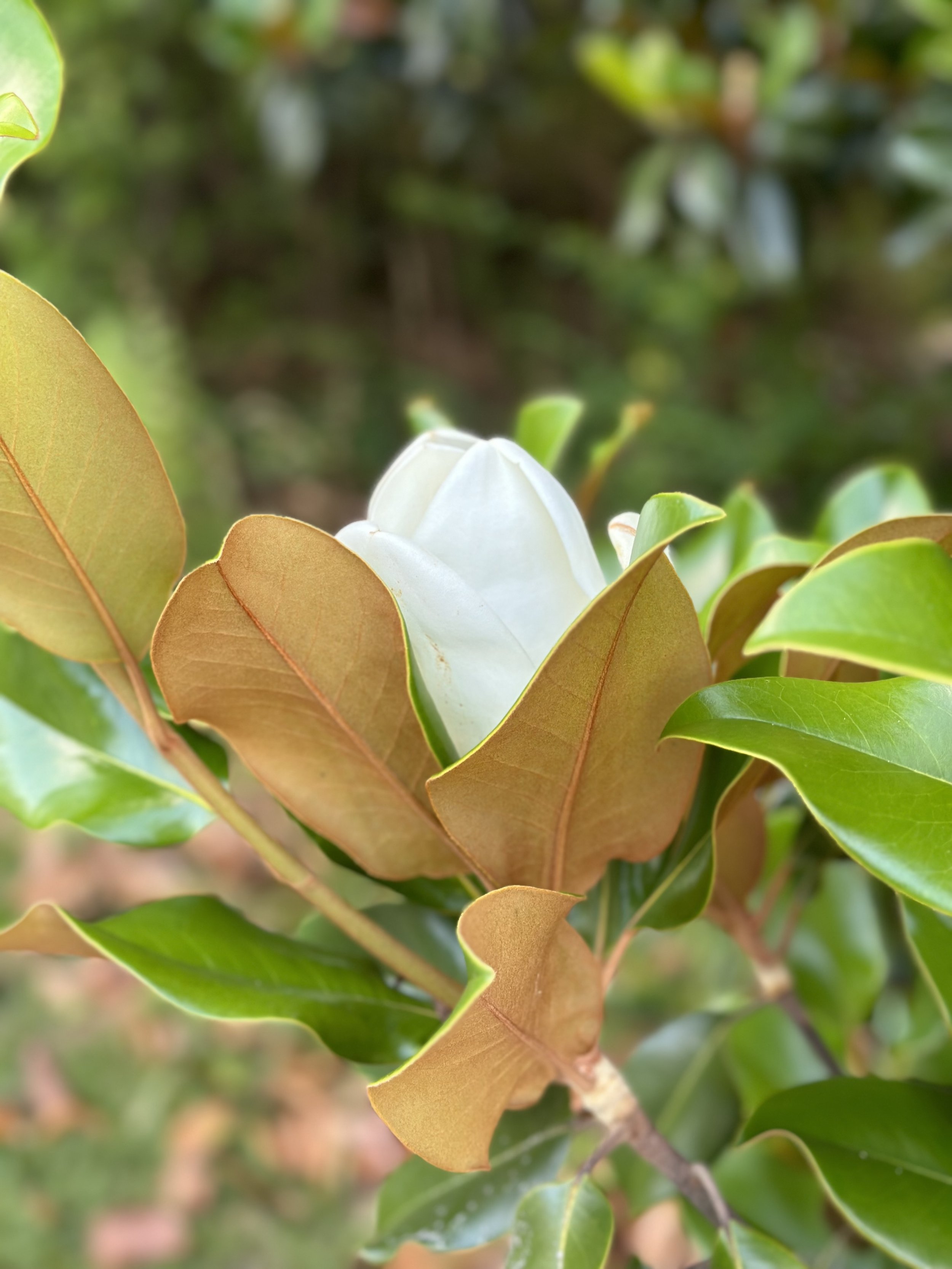 Close-up of a white flower blooming among green and brown leaves on a shrub with blurred background at the Monastery of the holy spirit in Conyers, GA.