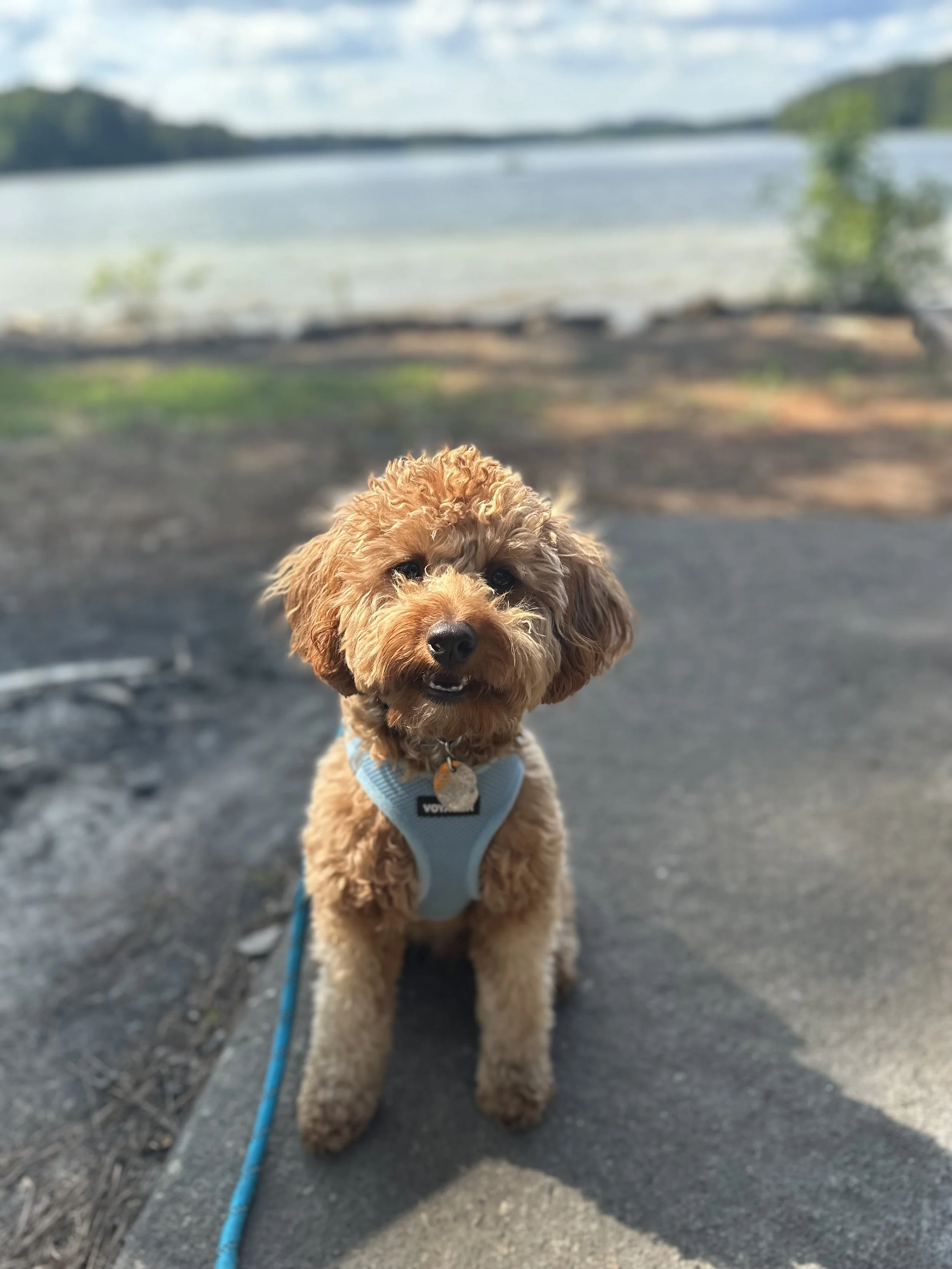 Adorable brown miniature poodle puppy with a harness standing on a paved path near Lake Allatoona in Acworth, GA with trees in the background.