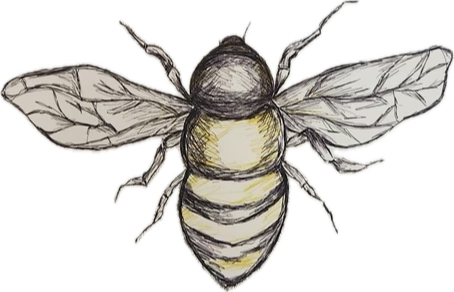 Hand-drawn illustration of a bee with detailed wings and yellow and black striped body.