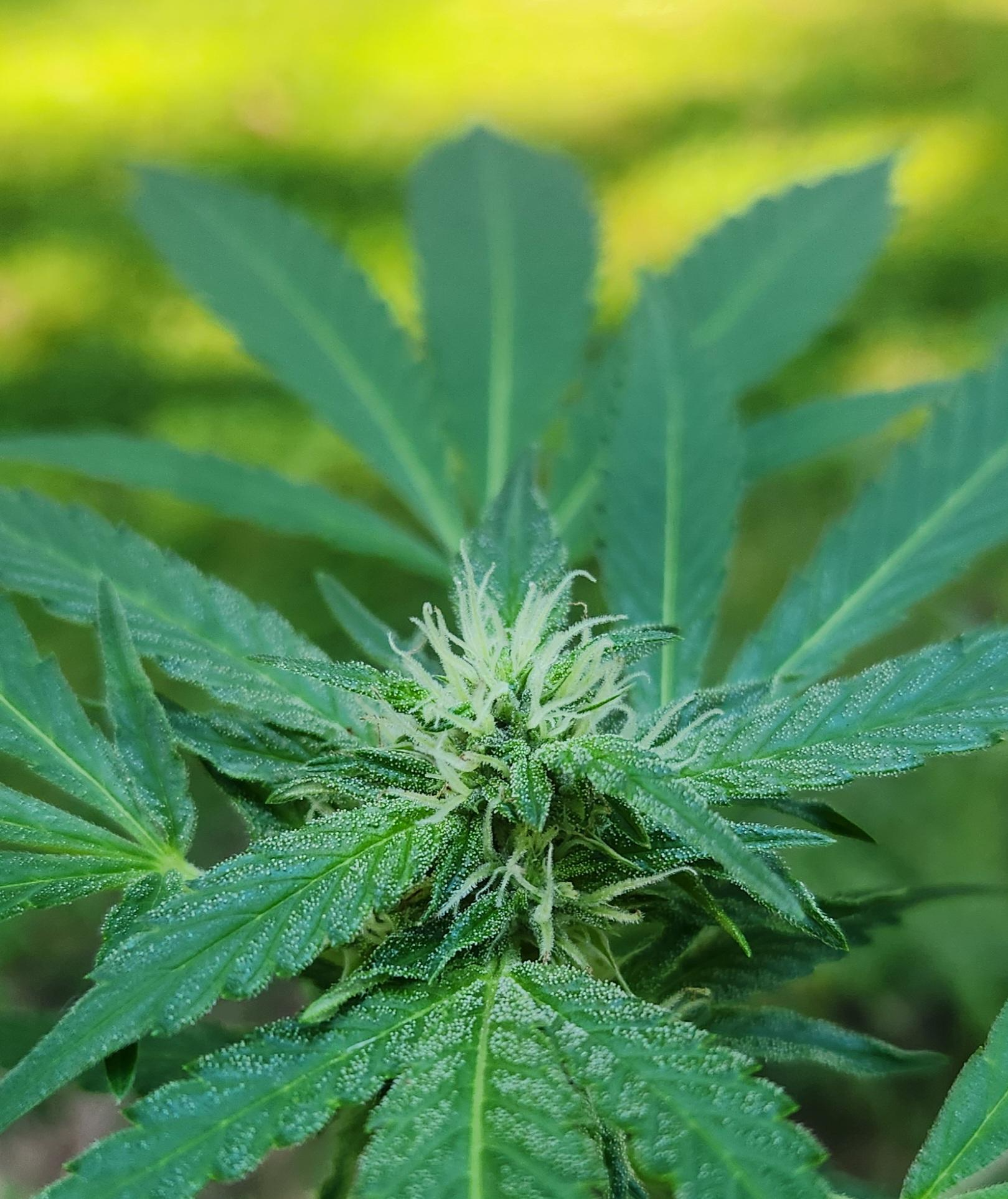 Close-up of a cannabis plant with green leaves and white trichomes on the buds.