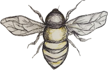 Hand-drawn illustration of a bee with detailed wings and black and yellow striped body.