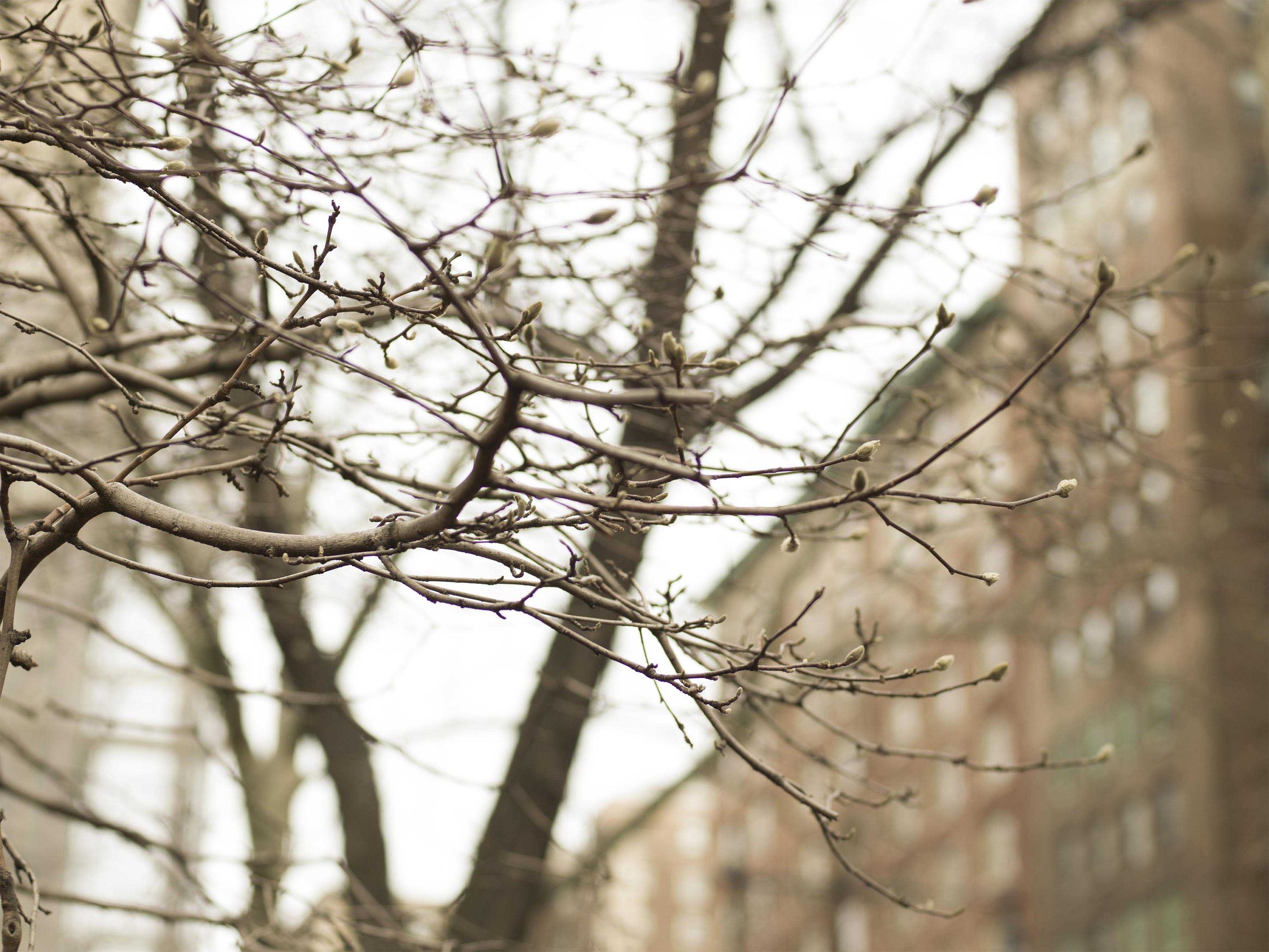13-A6549581-Buds-lr.jpg