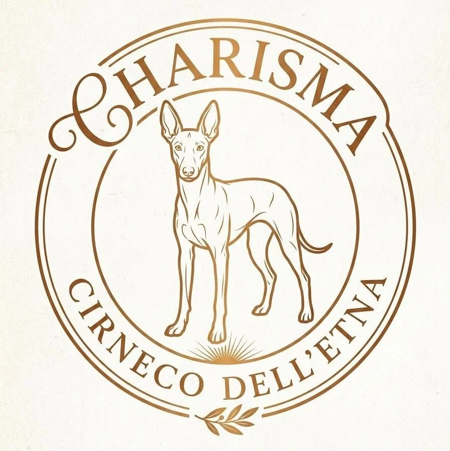 cirneco dell'etna dog breed information, charisma kennels, cirneco puppies for sale