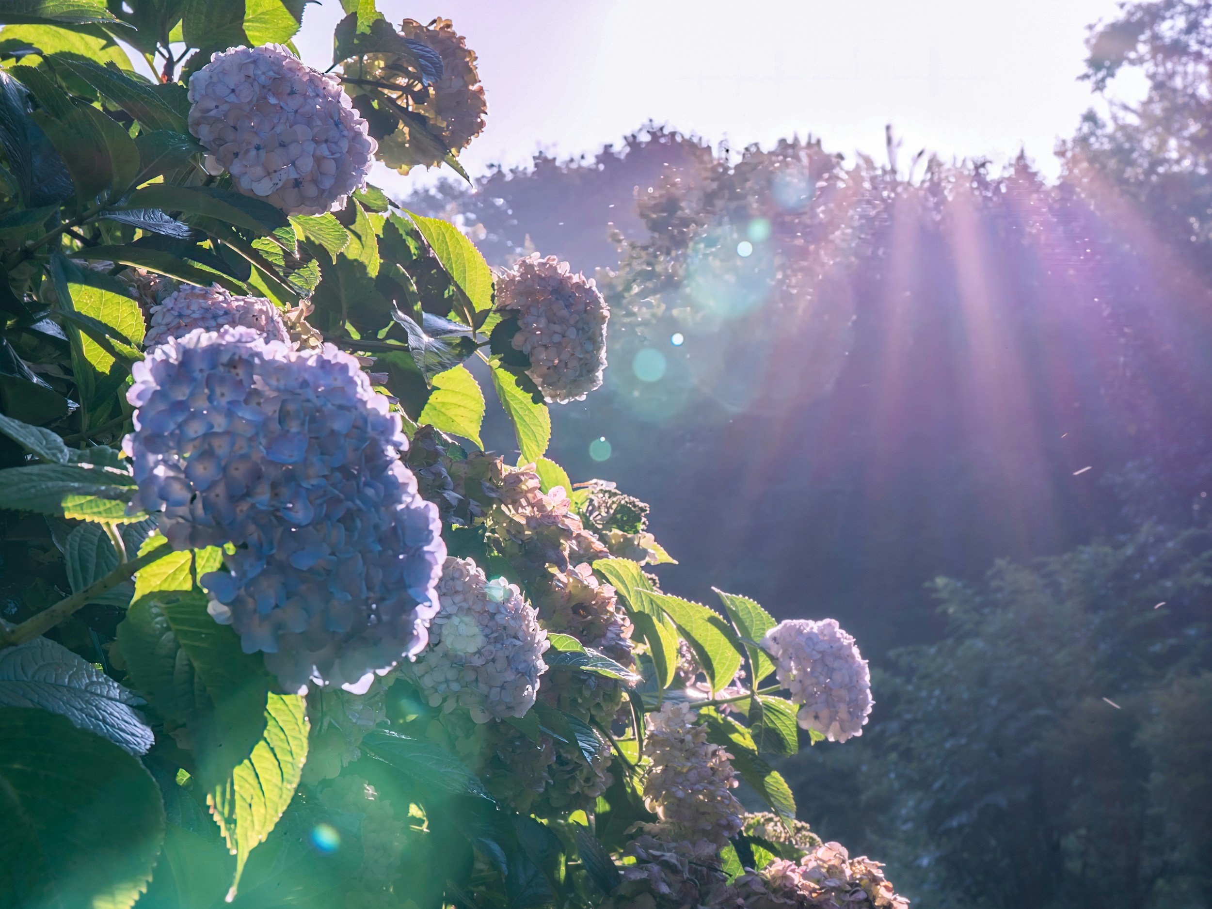 A cluster of light purple and white hydrangea flowers with green leaves, bathed in sunlight with lens flare and a blurred background of trees and sky.