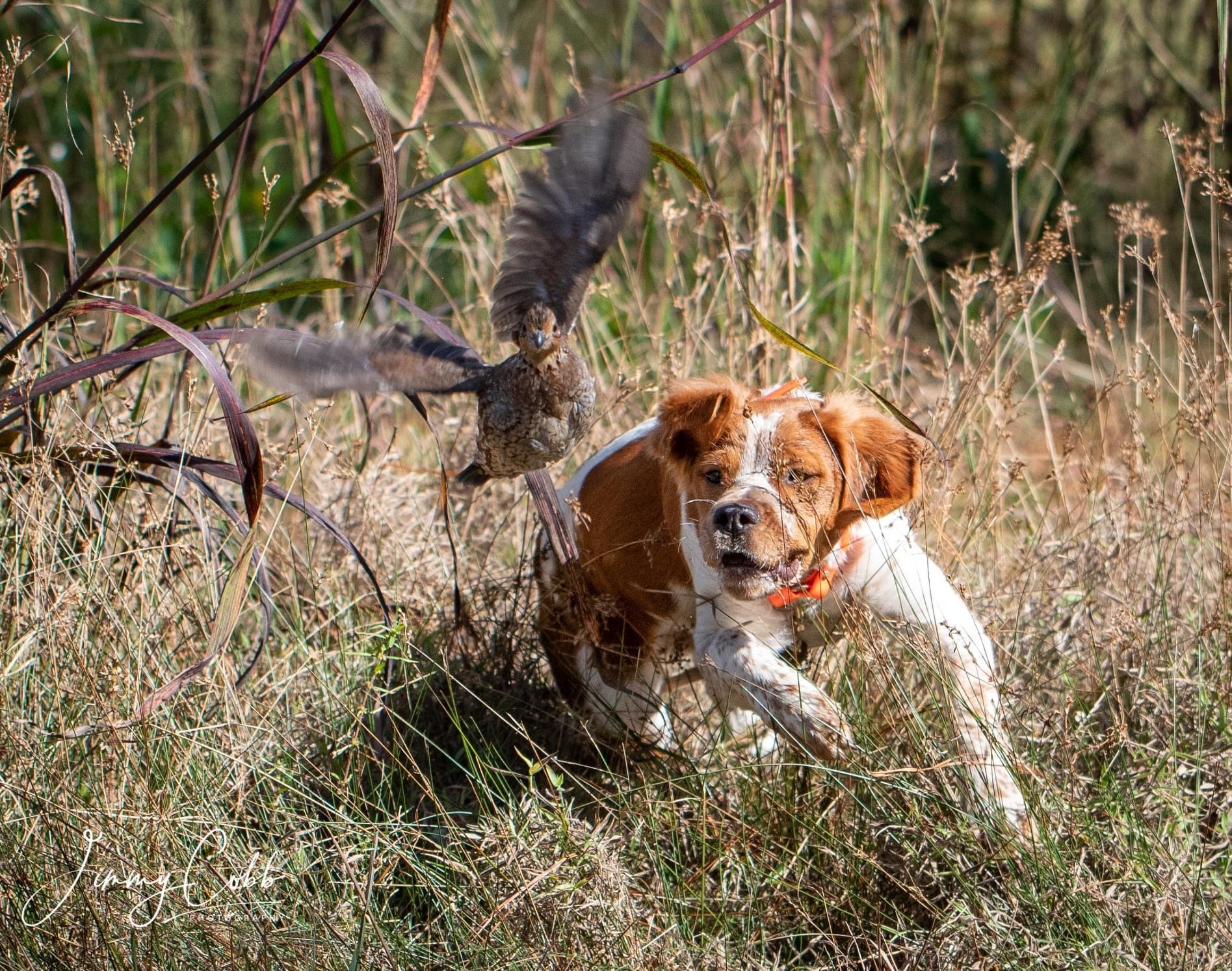 A brown and white dog lying in tall grass with a bird perched on its head amidst dense vegetation and dry grass.