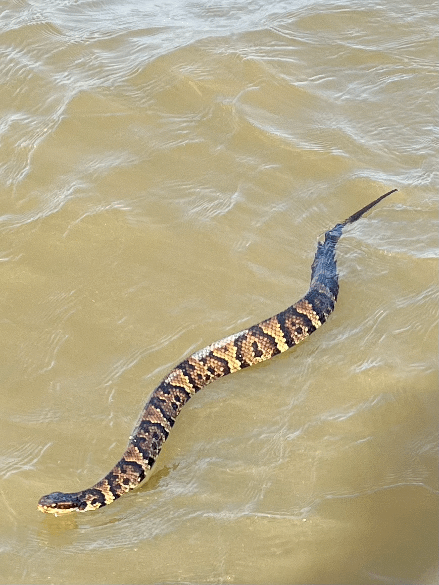A snake swimming in muddy water.