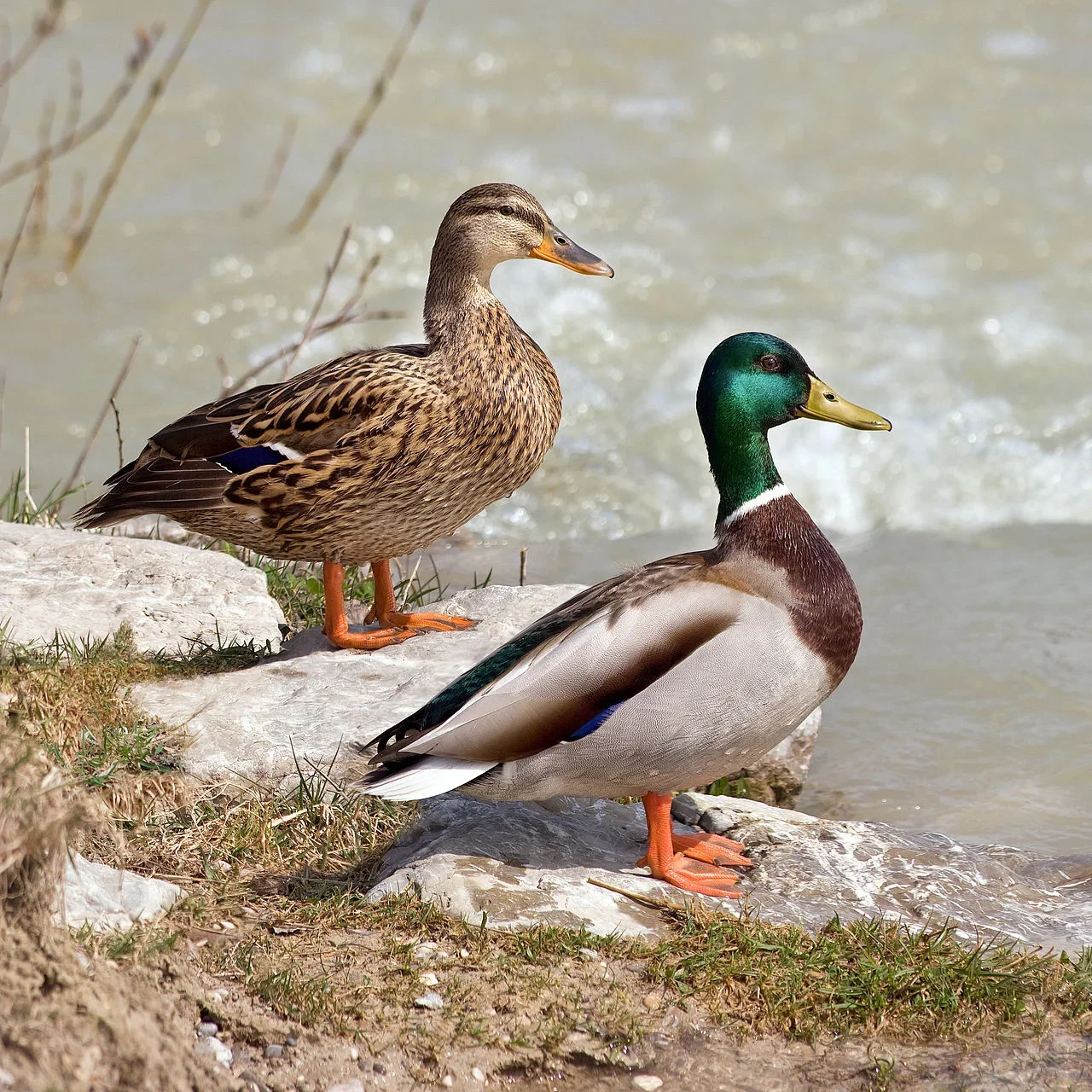Two ducks, one standing and one sitting, on a rocky riverbank with water in the background.
