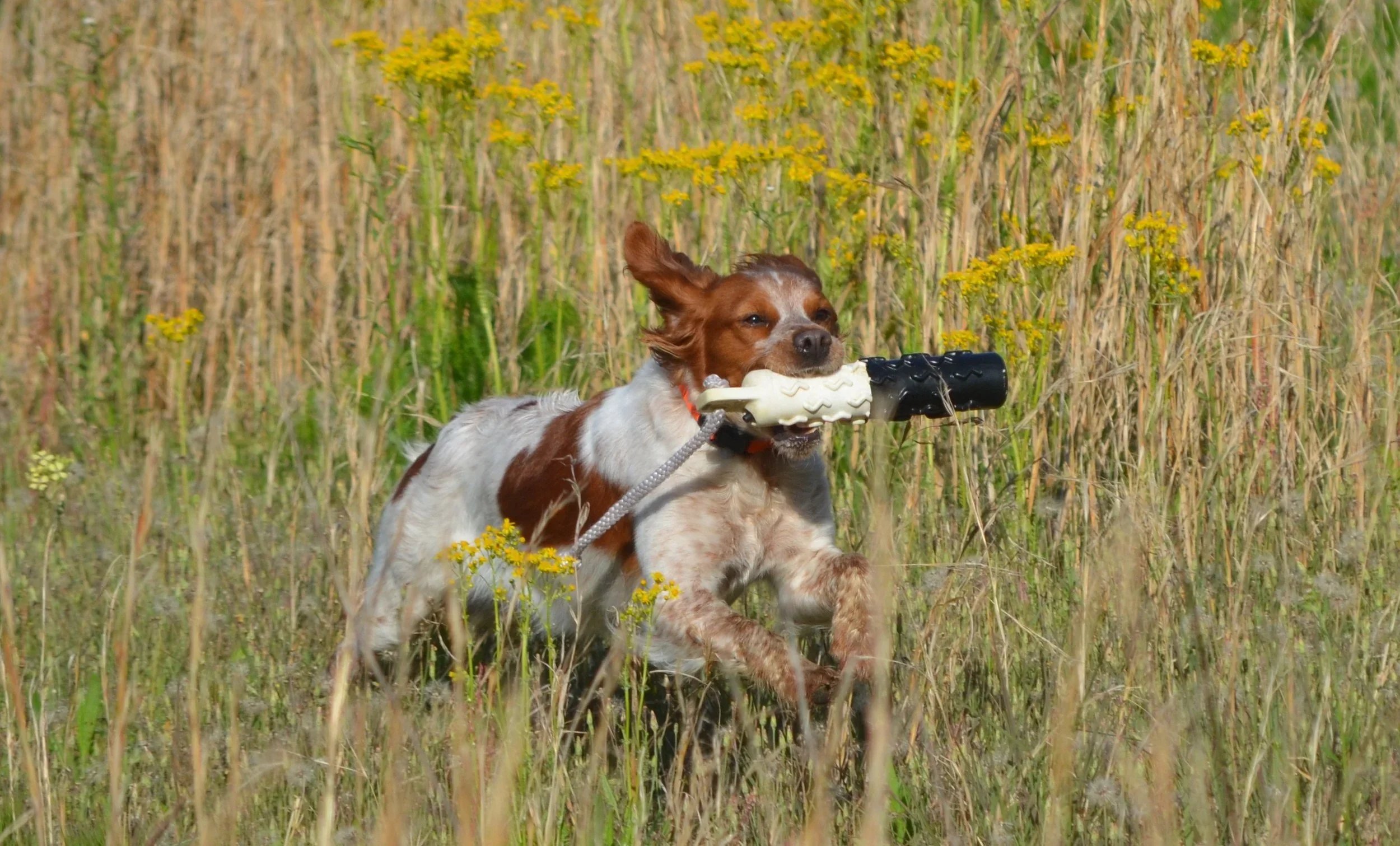 A dog running through a grassy field with yellow wildflowers, holding a black and white chew toy in its mouth.
