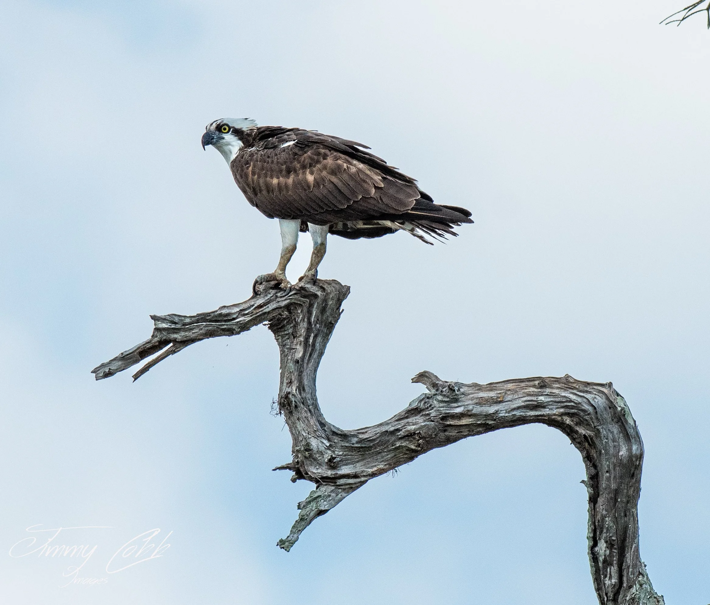 An osprey bird perched on a weathered, dead tree branch against a pale cloudy sky.