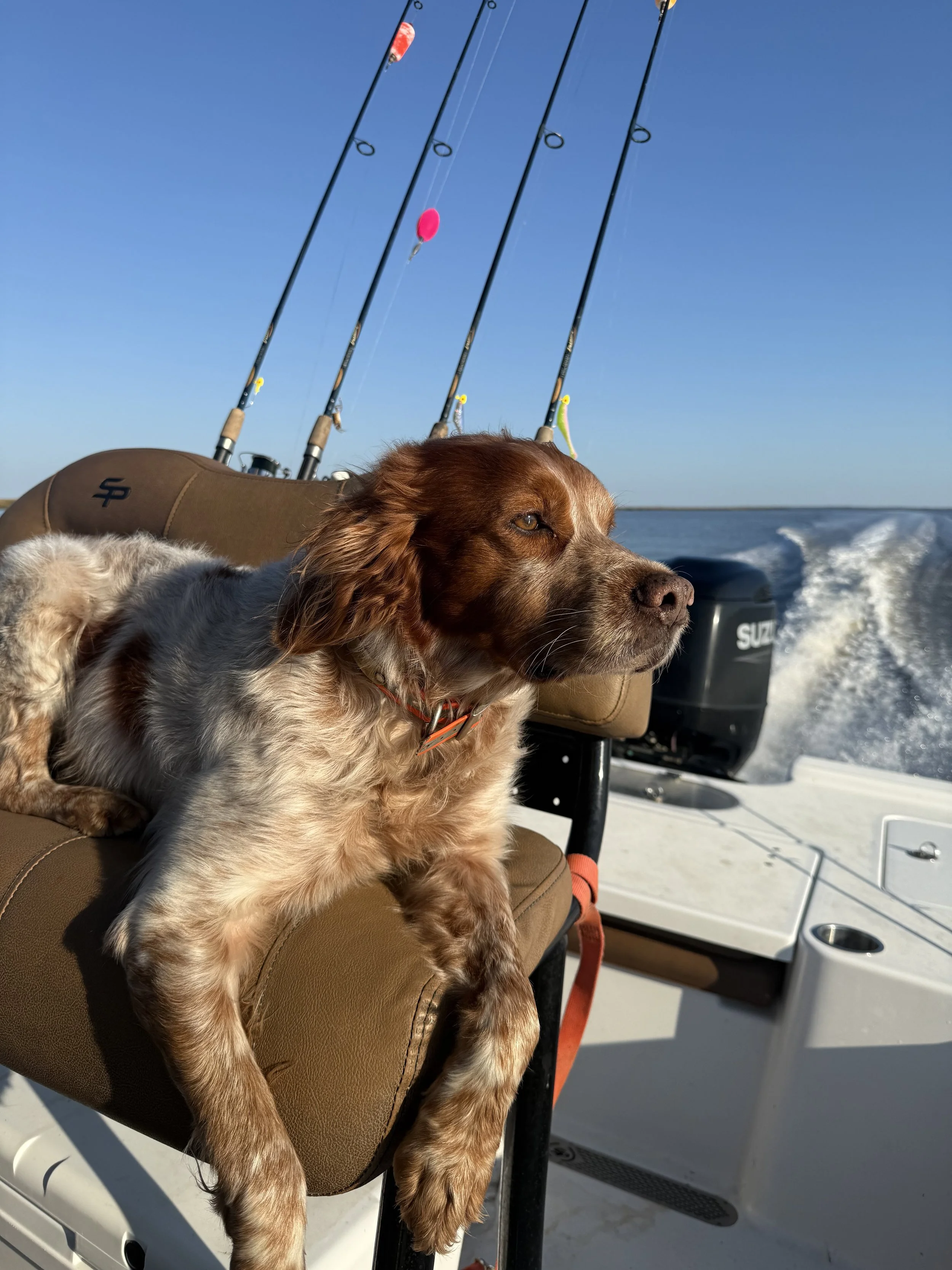 A brown and white spaniel dog with one eye partially closed, resting on a boat seat with fishing rods in the background and water visible behind.