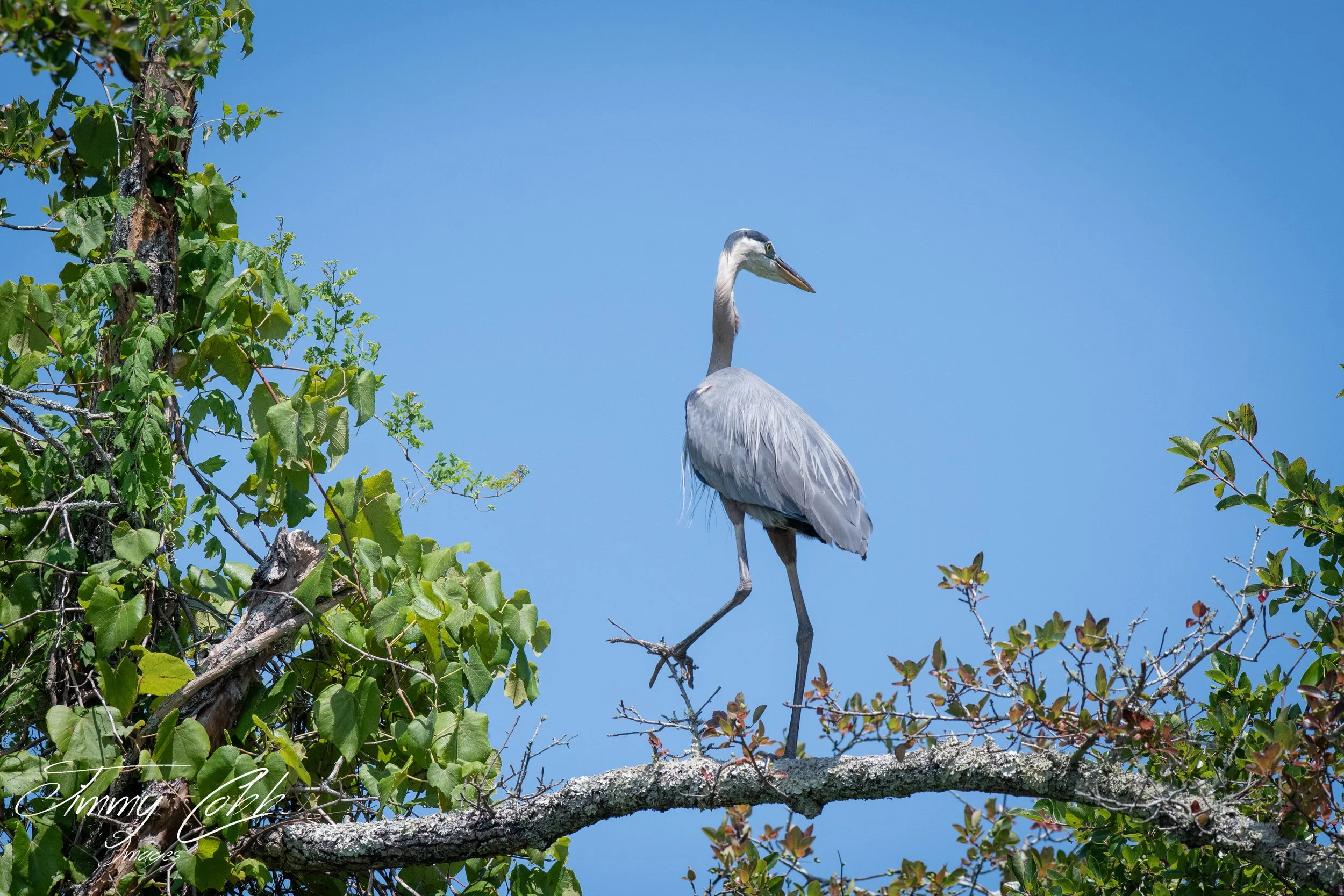 A tall heron stands on a tree branch among green leaves under a blue sky.