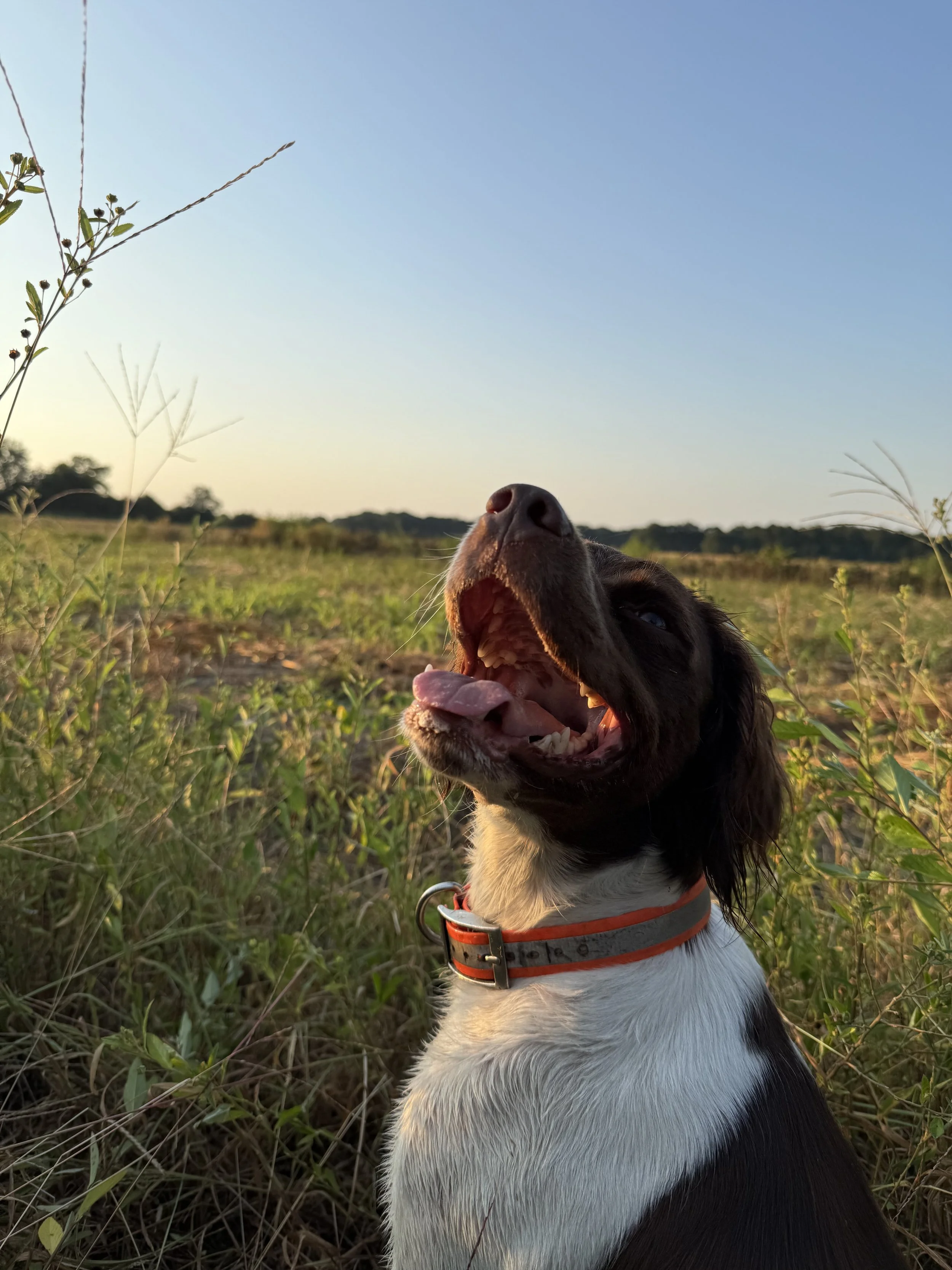A black and white dog with an orange collar sitting in a grassy field during sunset, with its mouth open and tongue out.