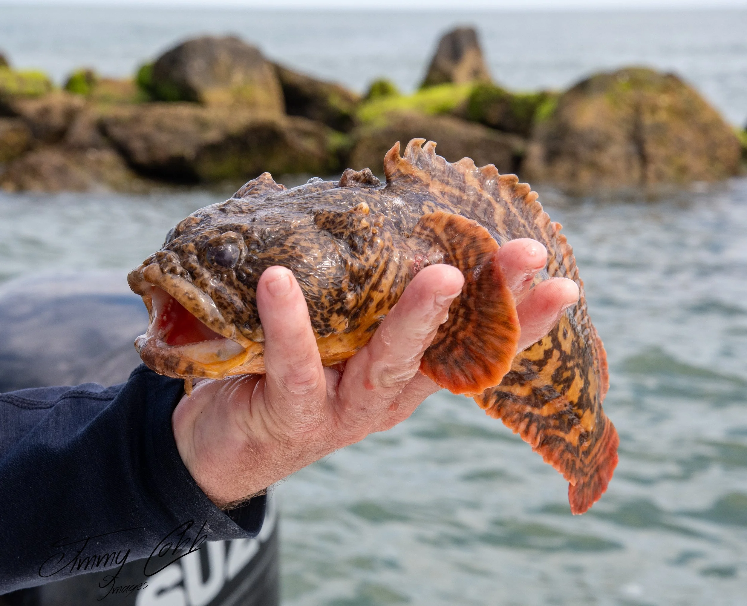 Person holding a large, textured fish with an orange and brown pattern against a rocky shoreline and water background.
