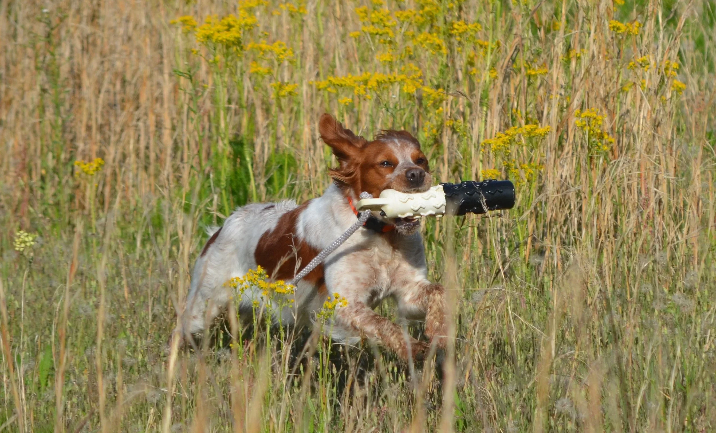 eula+retrieving+019.JPG.webp