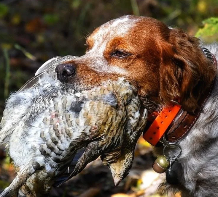 A dog holding a bird in its mouth. The dog is wearing an orange collar with a bell, and the background is blurred with green foliage.