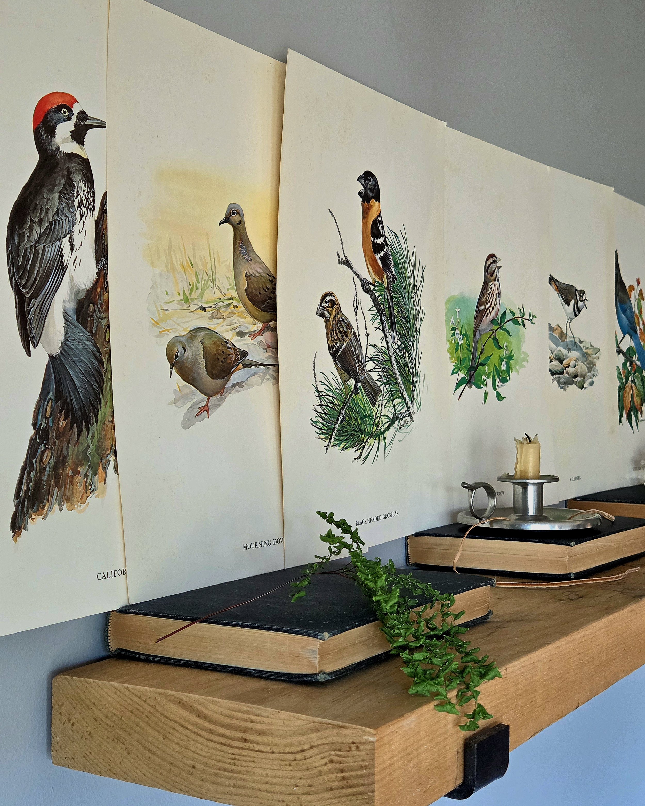 Set of 6 Songbird Lithograph Prints by Bob Hines, 1974