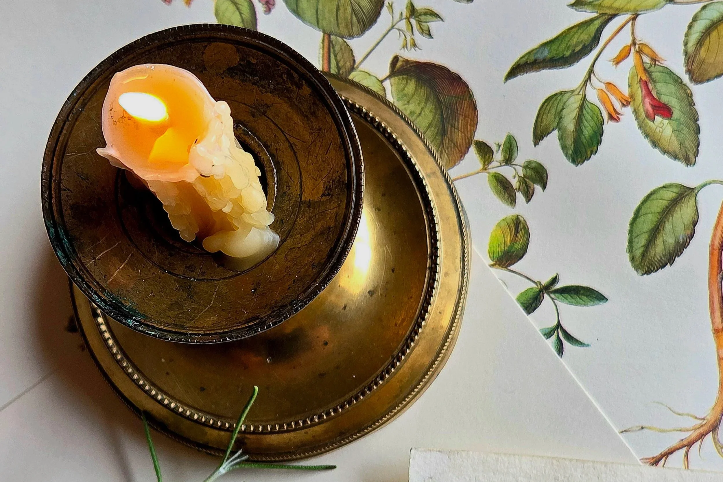 A partially melted candle in a brass holder, with a botanical illustration of green leaves and orange-red flowers on paper underneath.