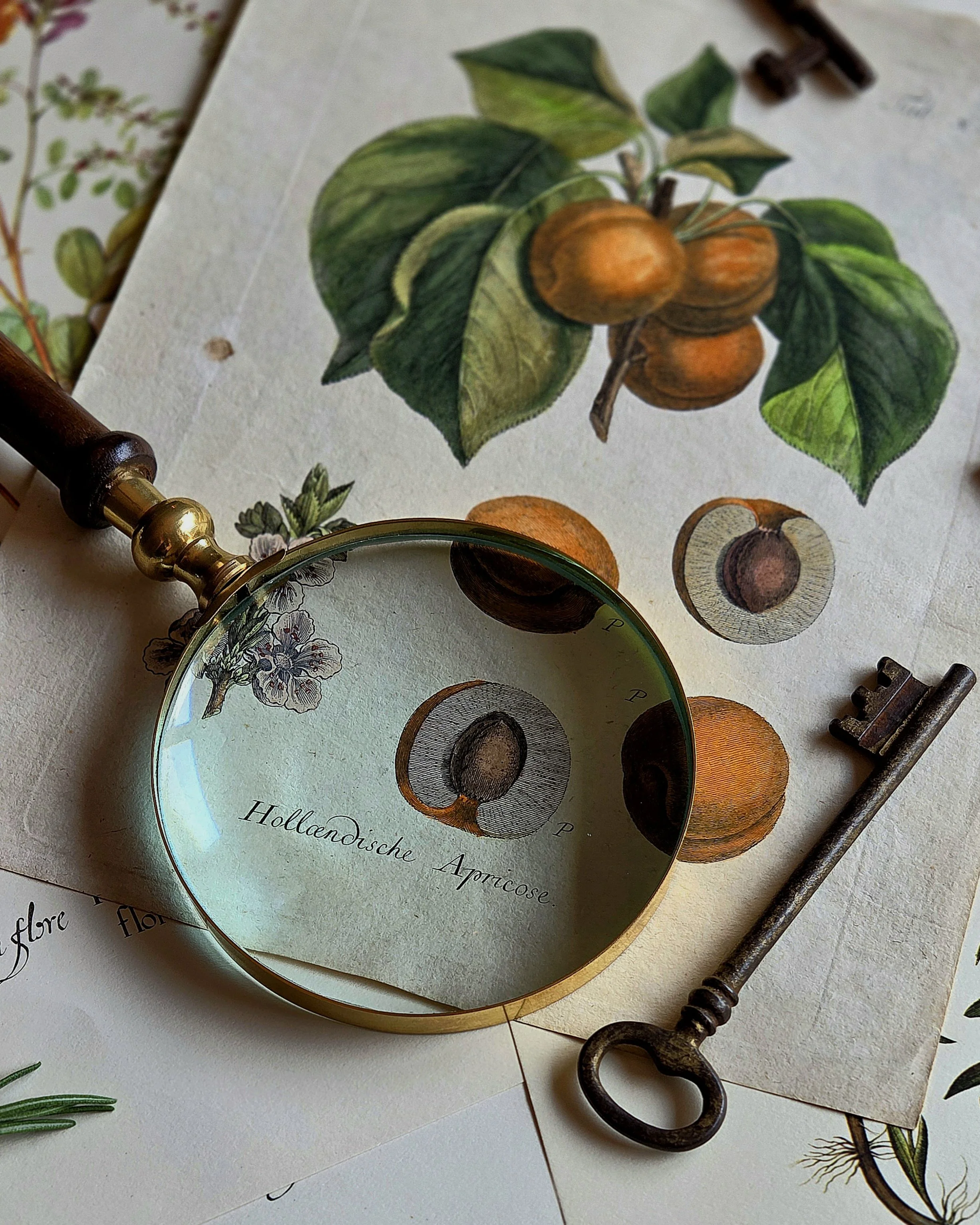 Close-up of a botanical illustration of the Dutch Apricot, with detailed leaves and a seed diagram. A magnifying glass and antique key are also on the paper.