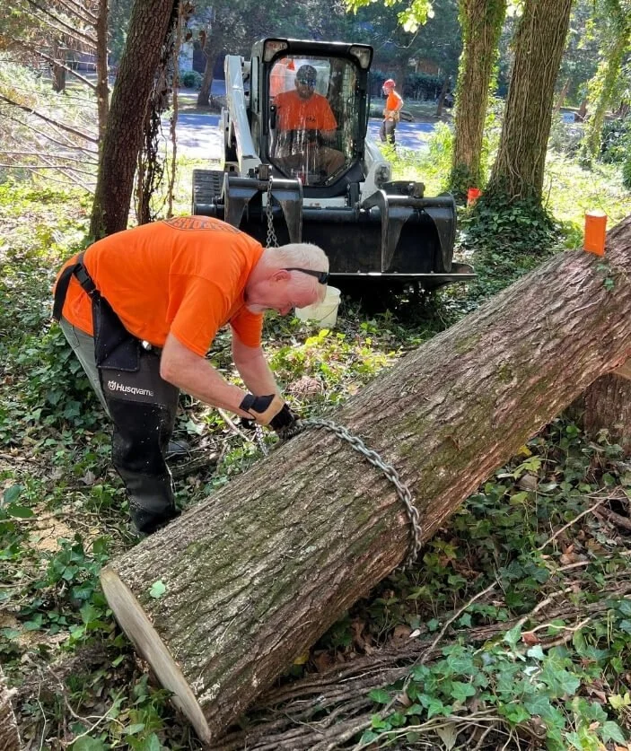 Volunteers preparing to drag a fallen tree