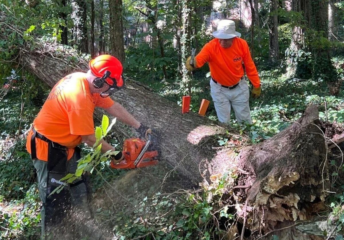 Volunteers cutting tree with chainsaw