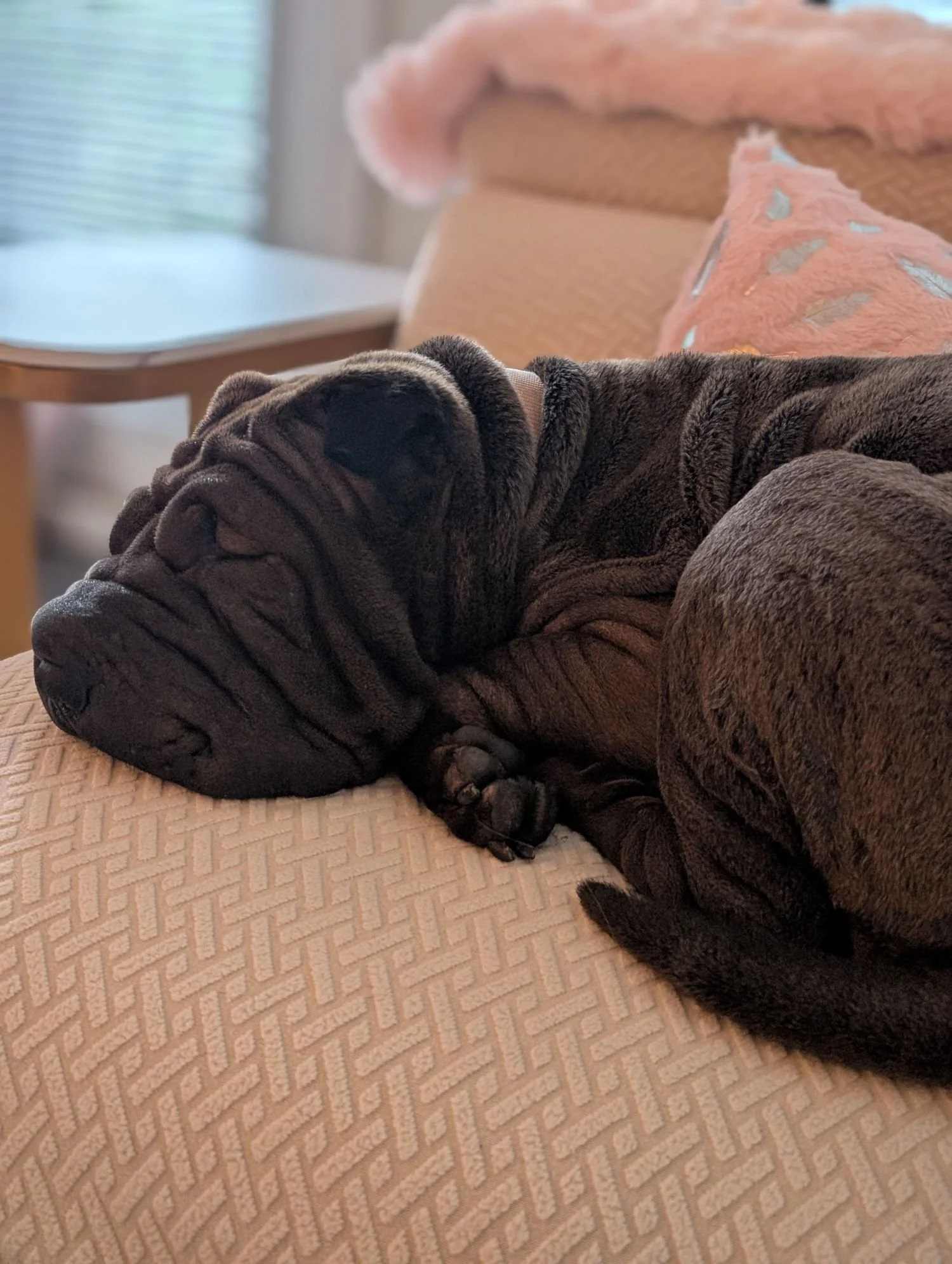 Rasin, Kim Sholinder’s dog. Black puppy sleeping on beige couch with pink and patterned pillows.