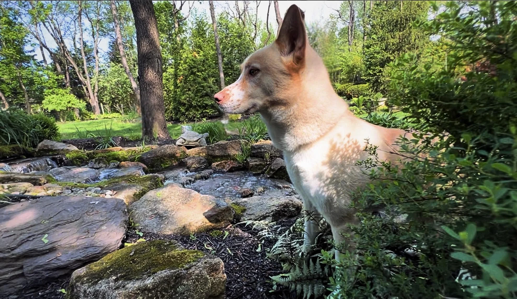 David Scott Weitz photographing a dog on Janry Pet Resort's natural trail 