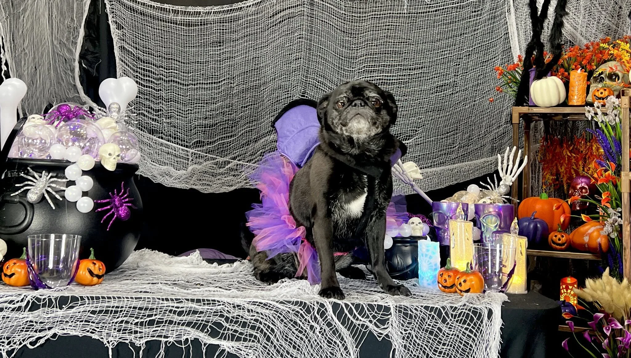 David Scott Weitz photographing Lola, a pug dressed up for Halloween Party at Janry Pet Resort