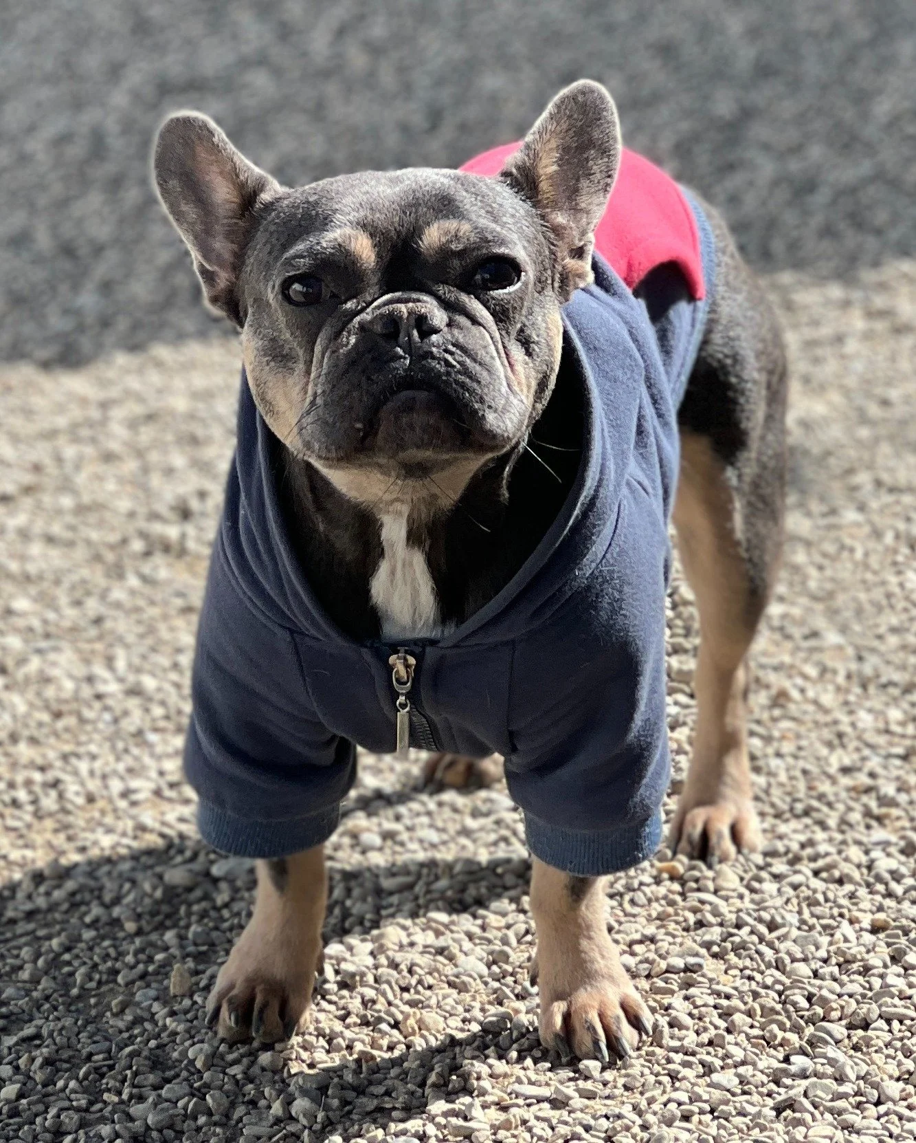 A French Bulldog wearing a blue jacket and red shirt standing on gravel ground outdoors.